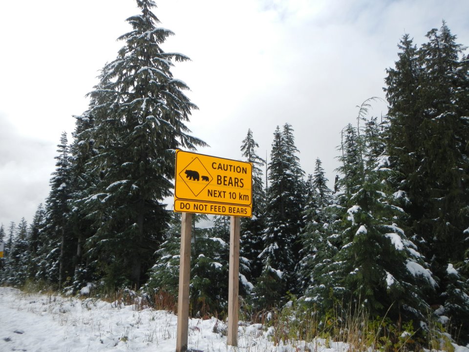  Bear warning sign. 