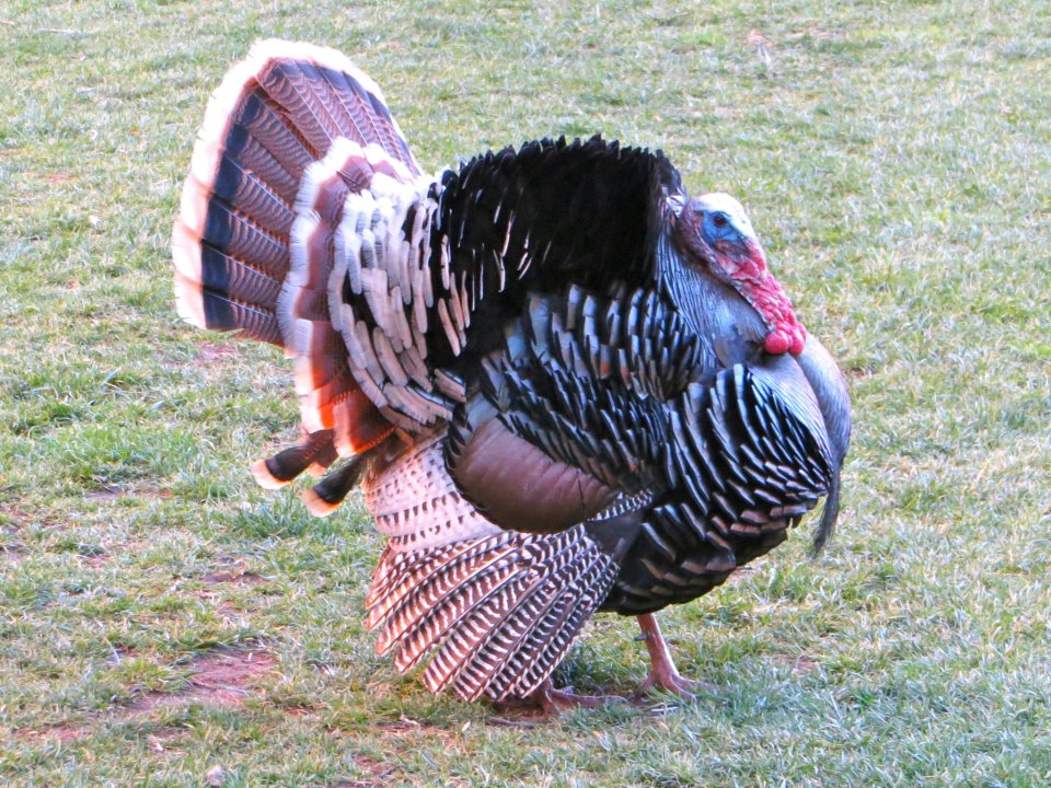  A free range turkey that ruled the grass area in front of the lodge. 