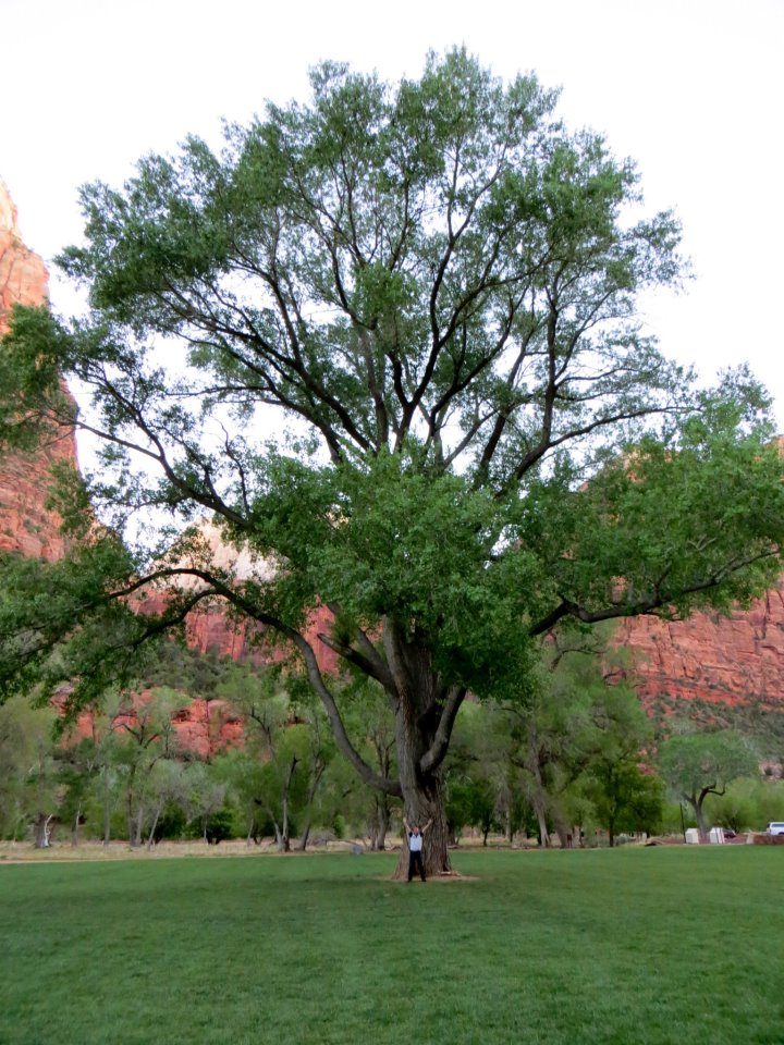  A pretty tree in front of the main lodge. 