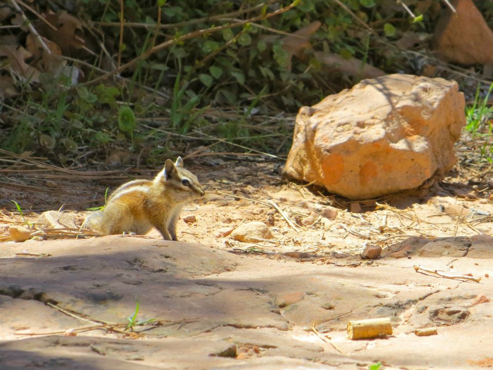  A cute little chipmunk on the hike, 