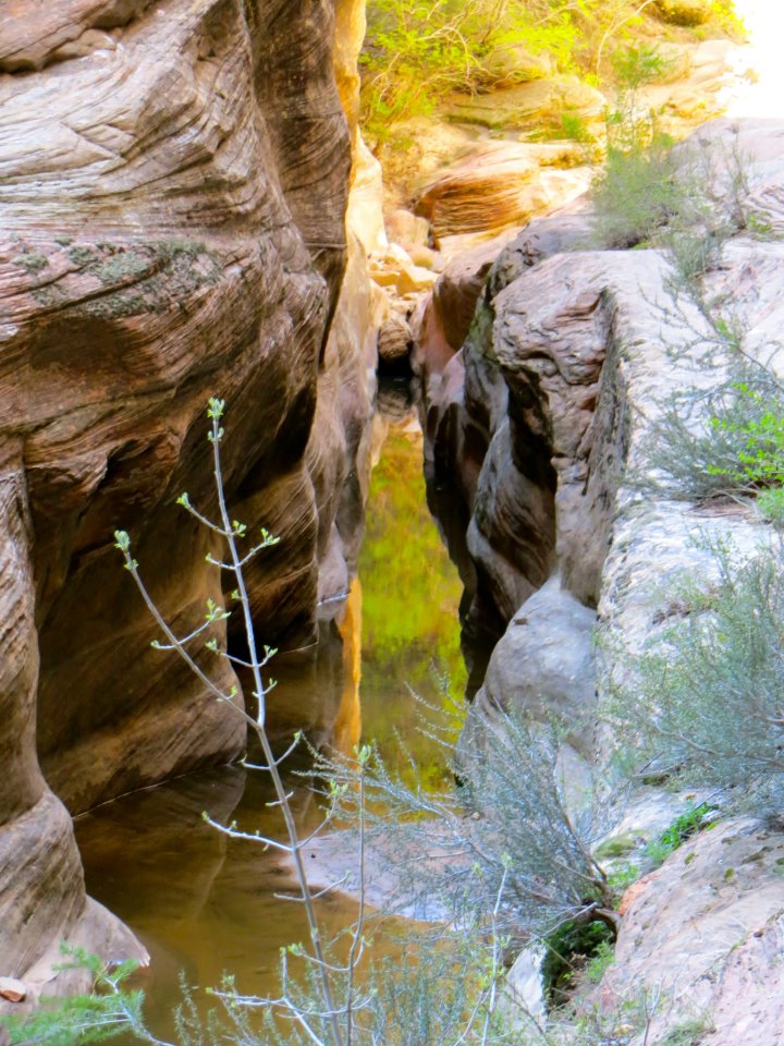  One part of the trail had a mini cave with a stream. 