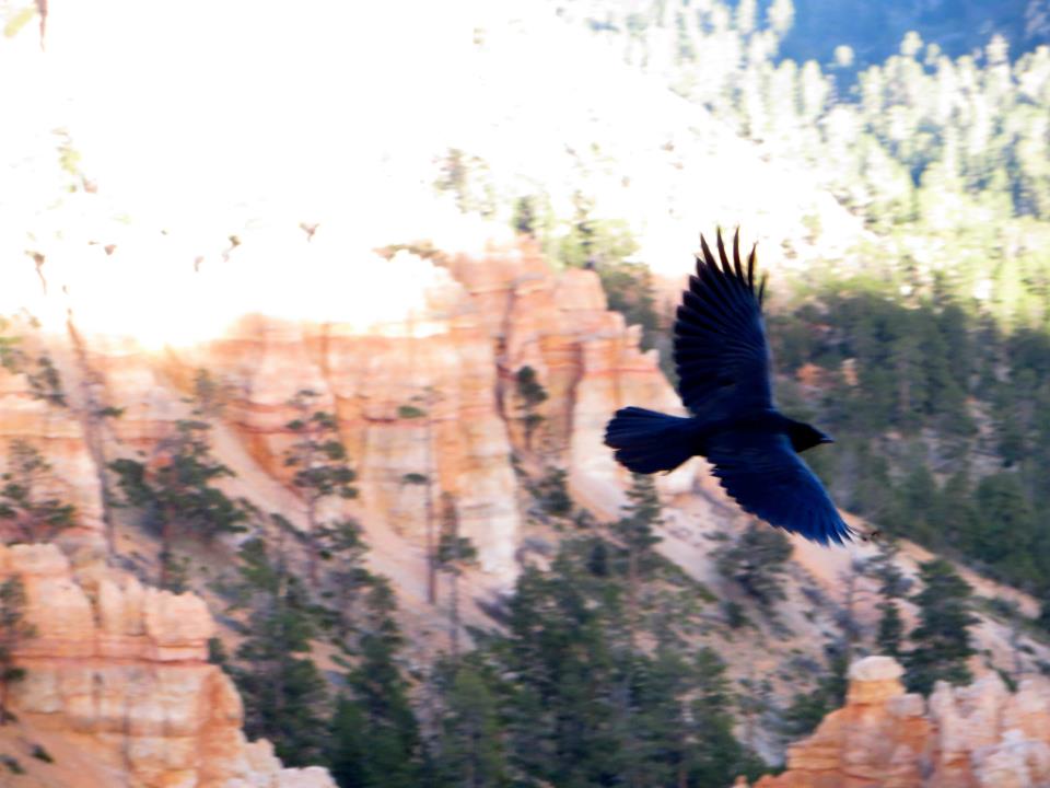  We watched this beautiful bird fly all over the hoodoo. 