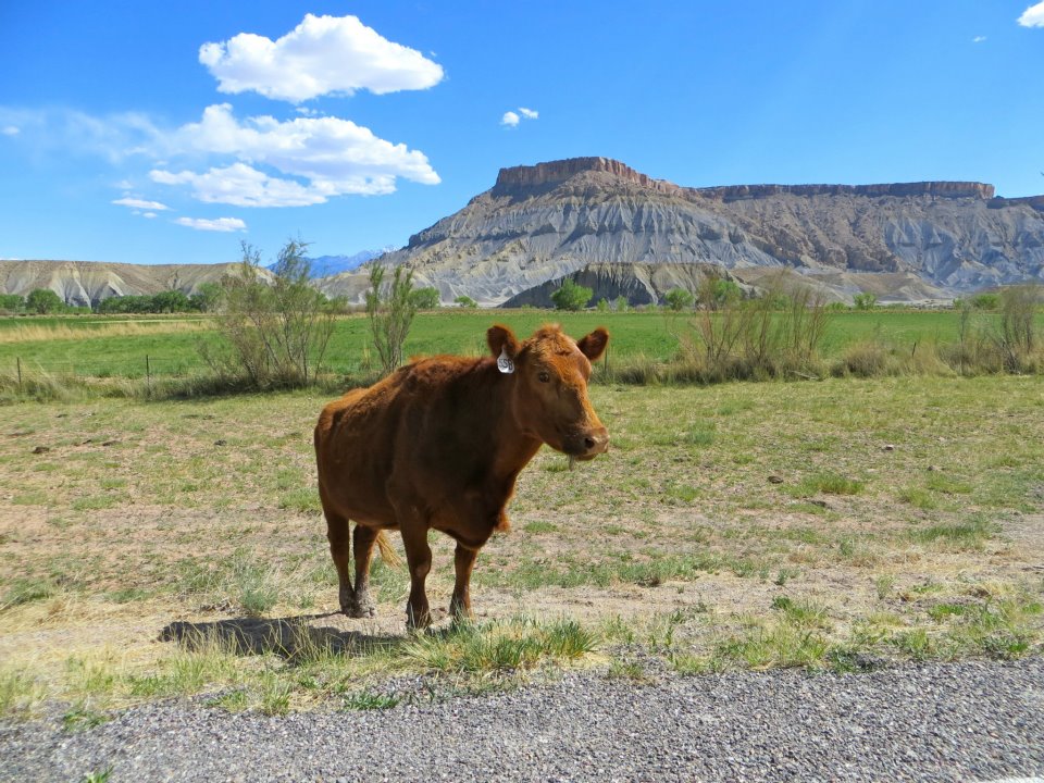  A cow, just on the side of the road. 