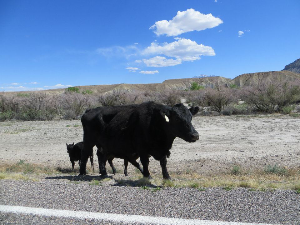  Cow crossing 