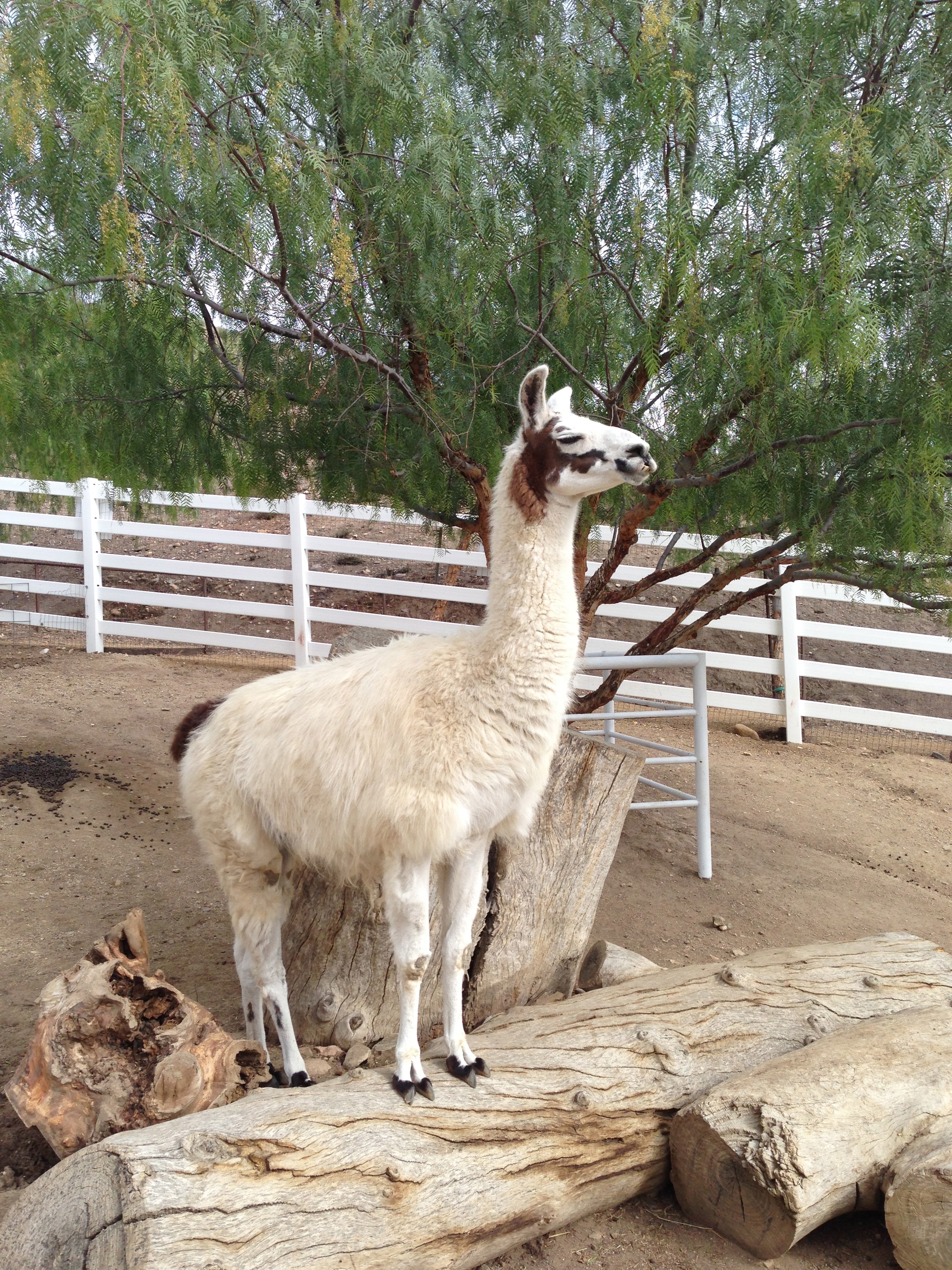  King of the Barnyard, 