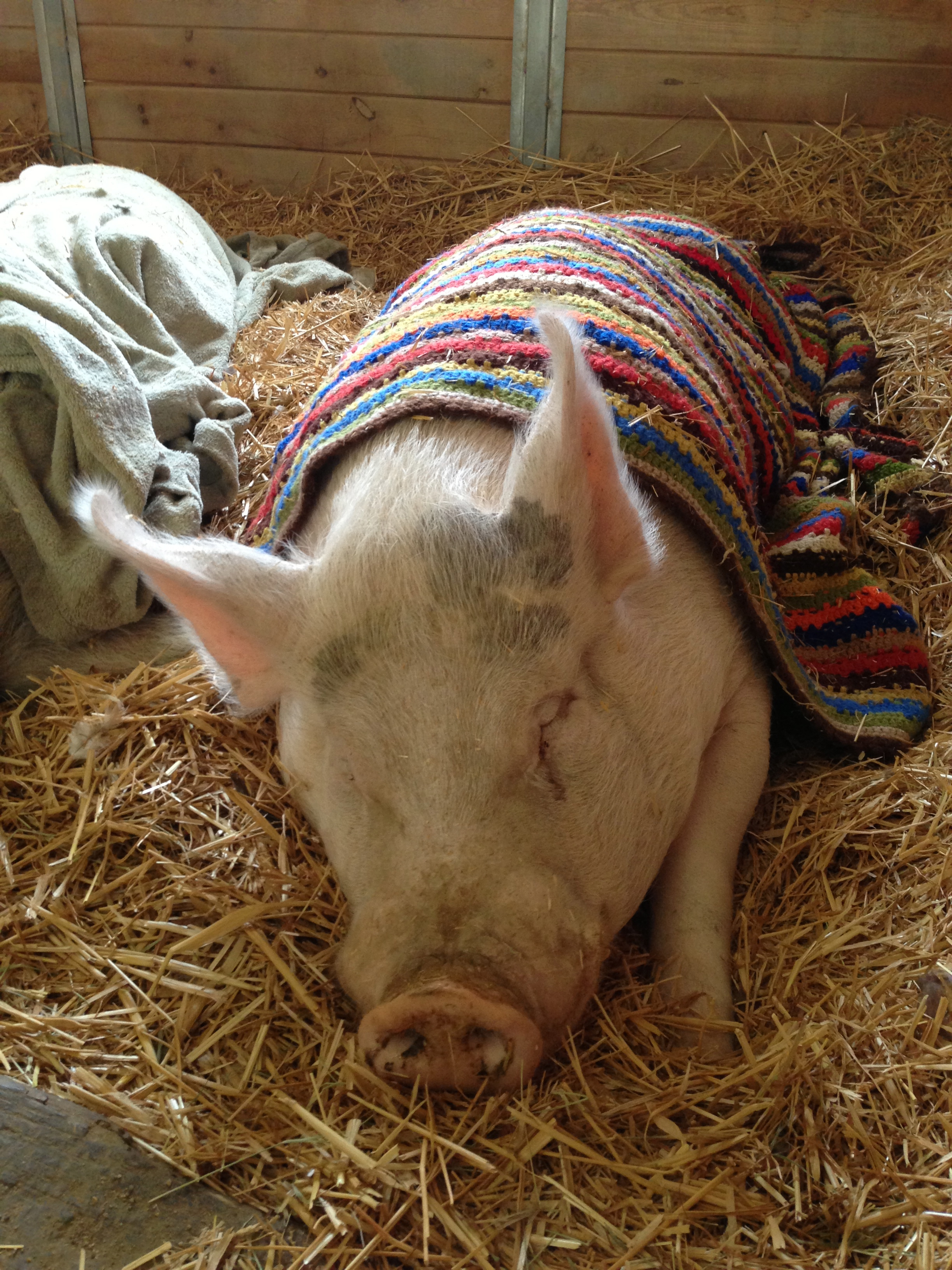  Bodhi napping. Could this possible be any cuter? 