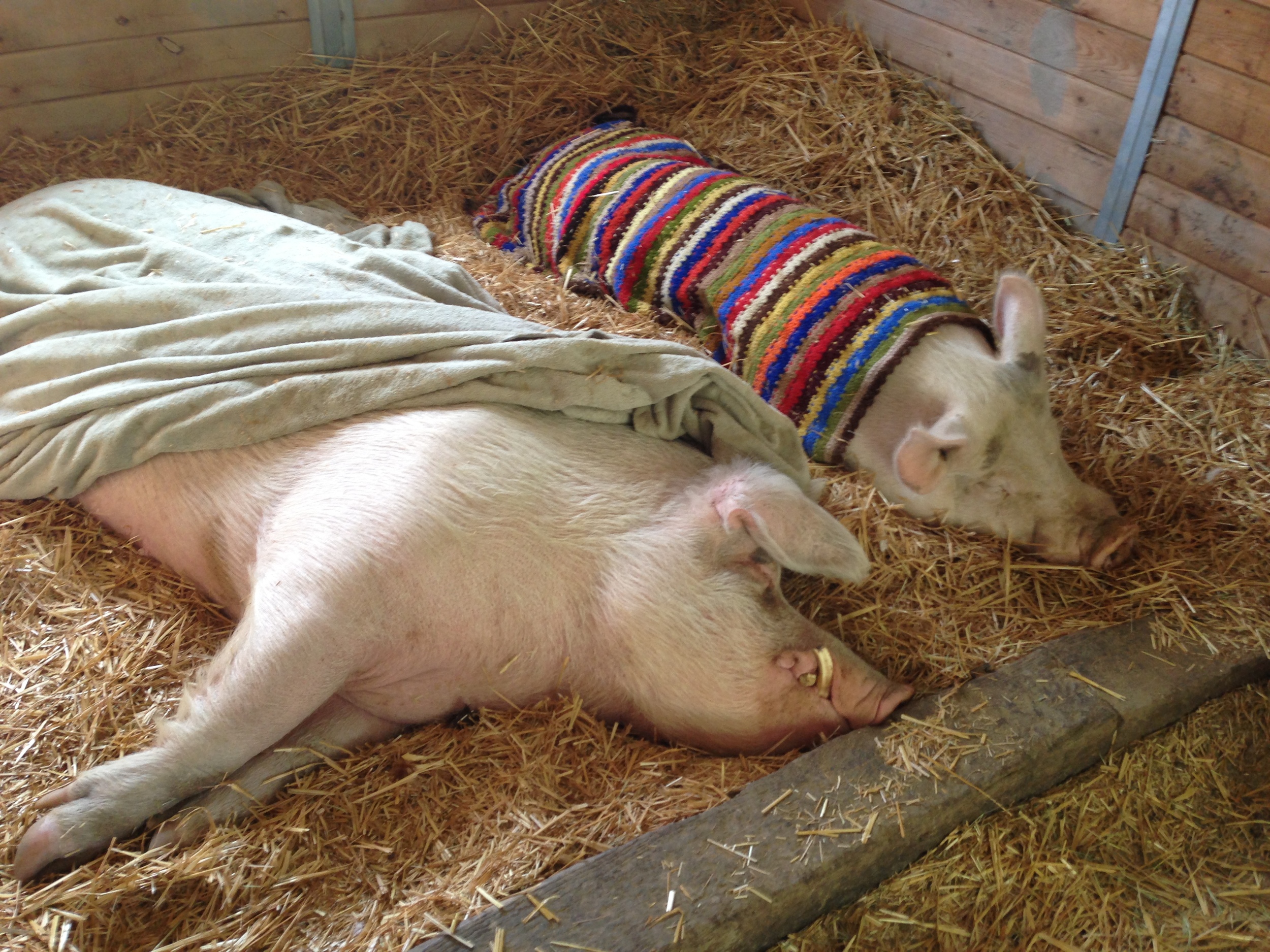 Pigs and blankets! Biscuit and Bodhi have the right idea, sleeping in on a cold, Sunday morning.