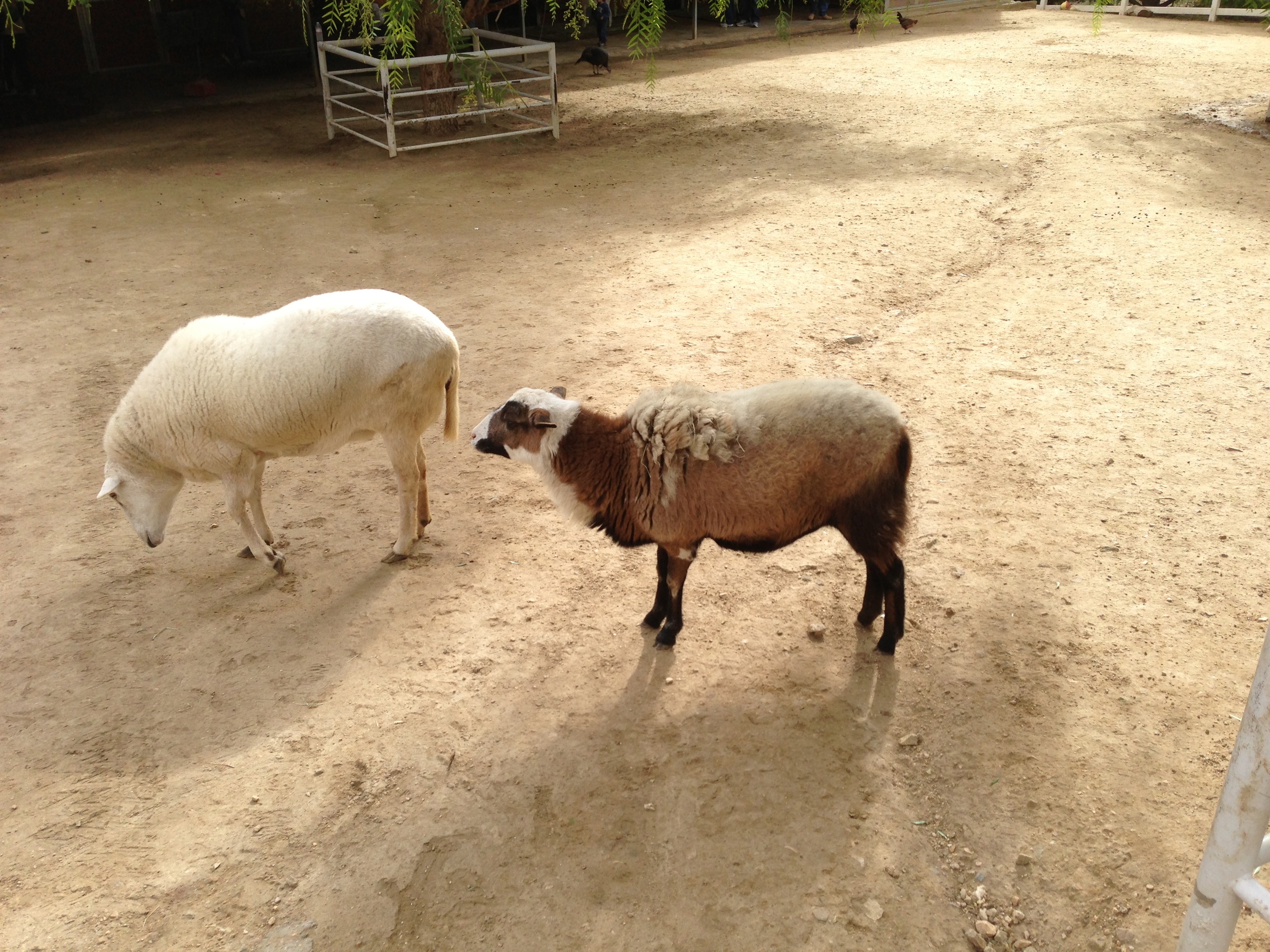  A super soft sheep and a goat. 