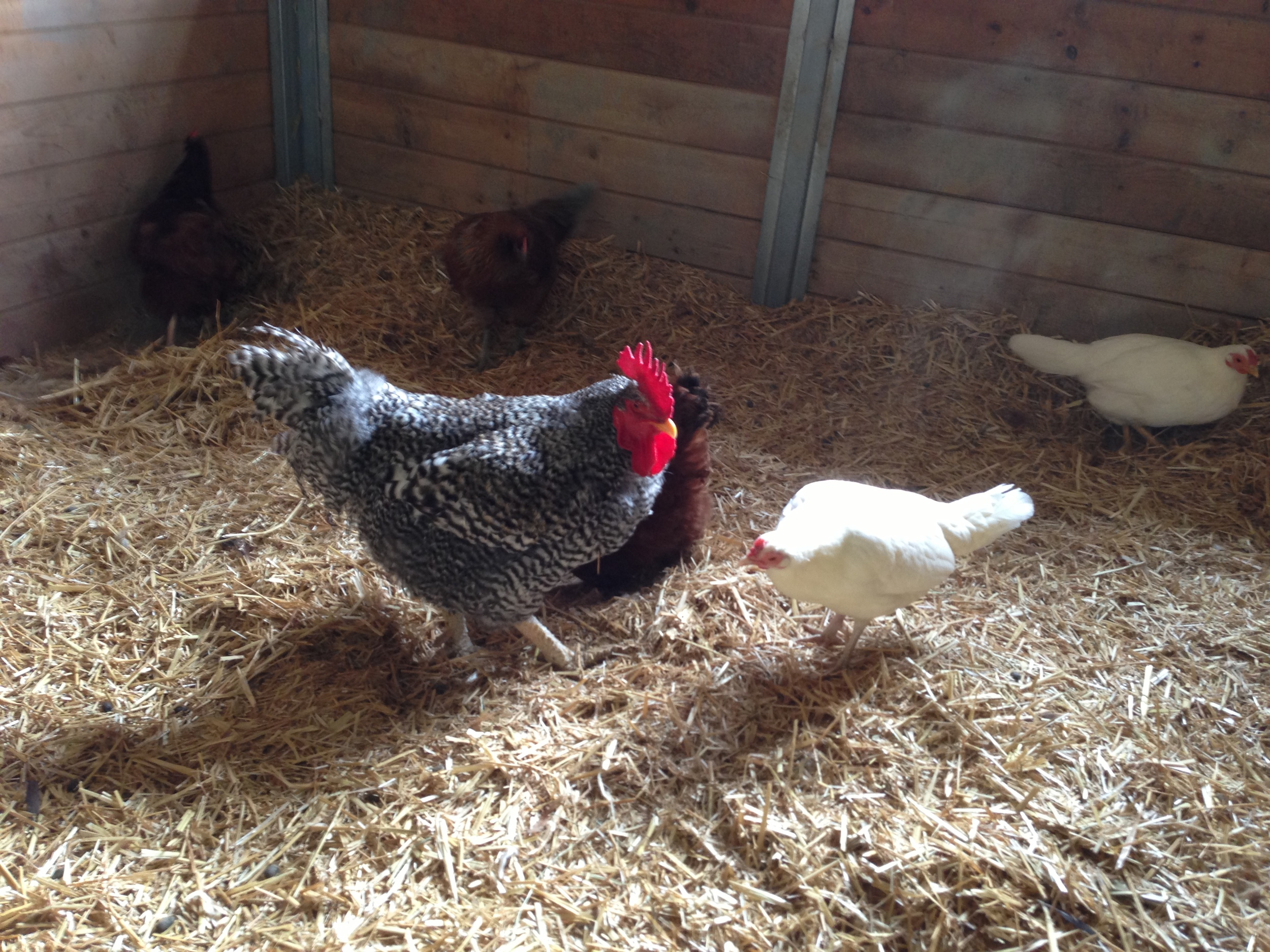  A stall full of chickens. 