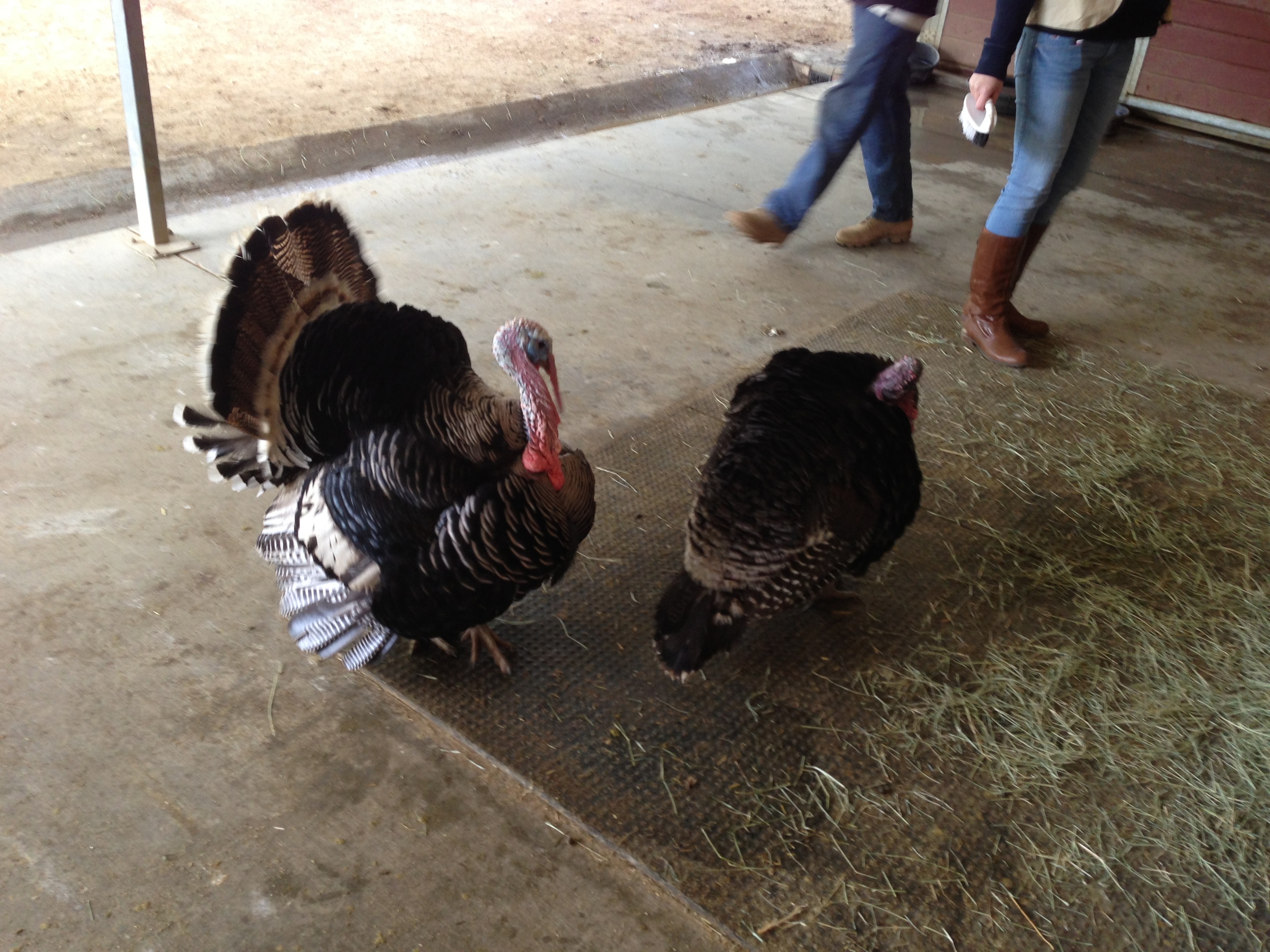  Gobble, Gobble! Pamela Anderson was the celebrity guest for the vegan Thanksgiving celebration, where they fed pumpkin pie to the turkeys. 