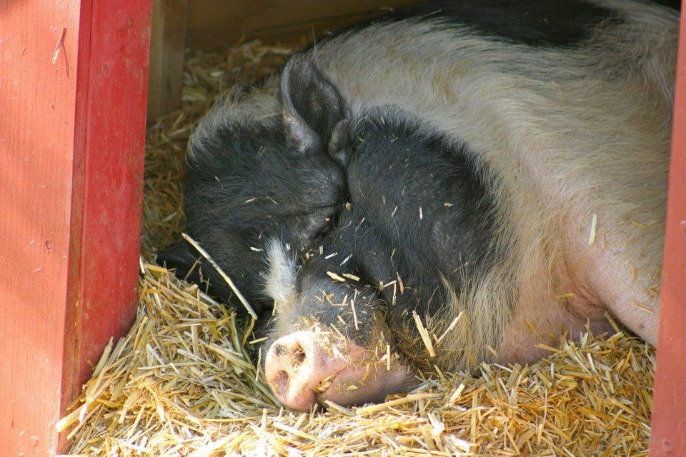  Contented pig. 