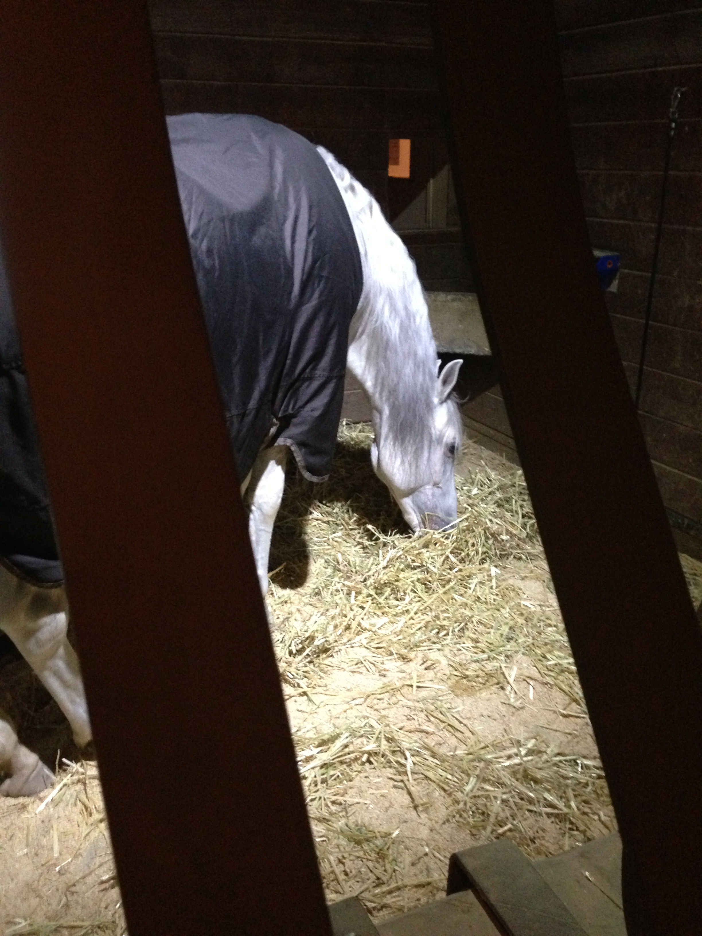  A horse in a blanket, settling in after the performance. 