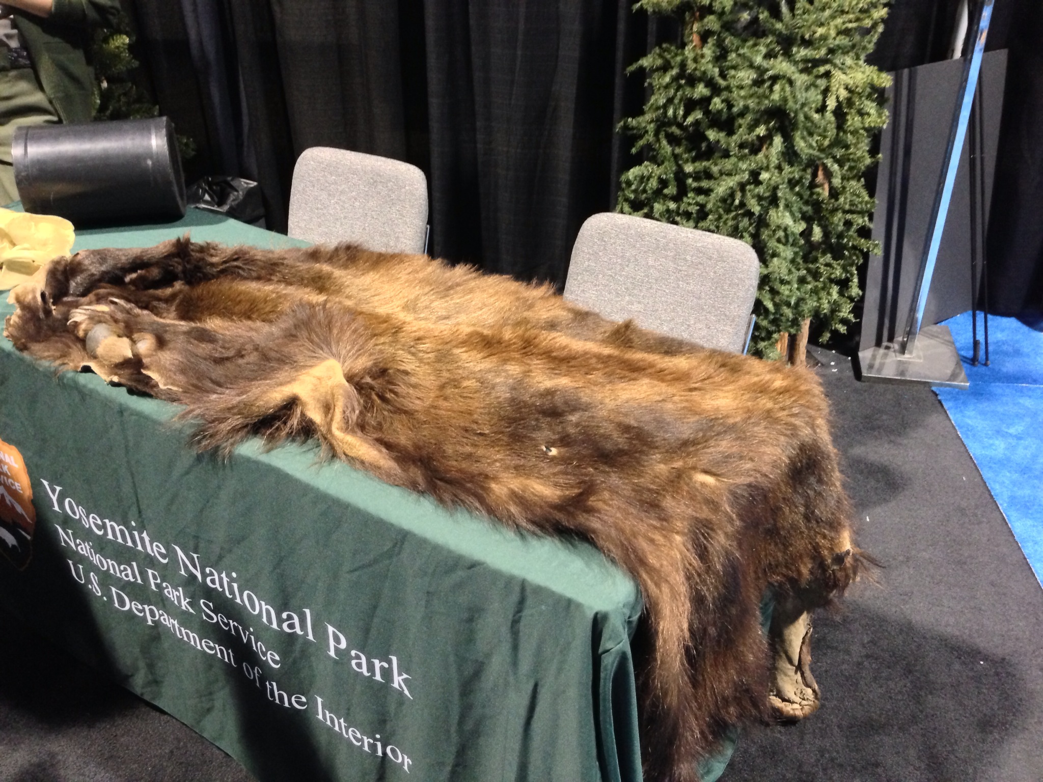  A real bear skin.&nbsp; 