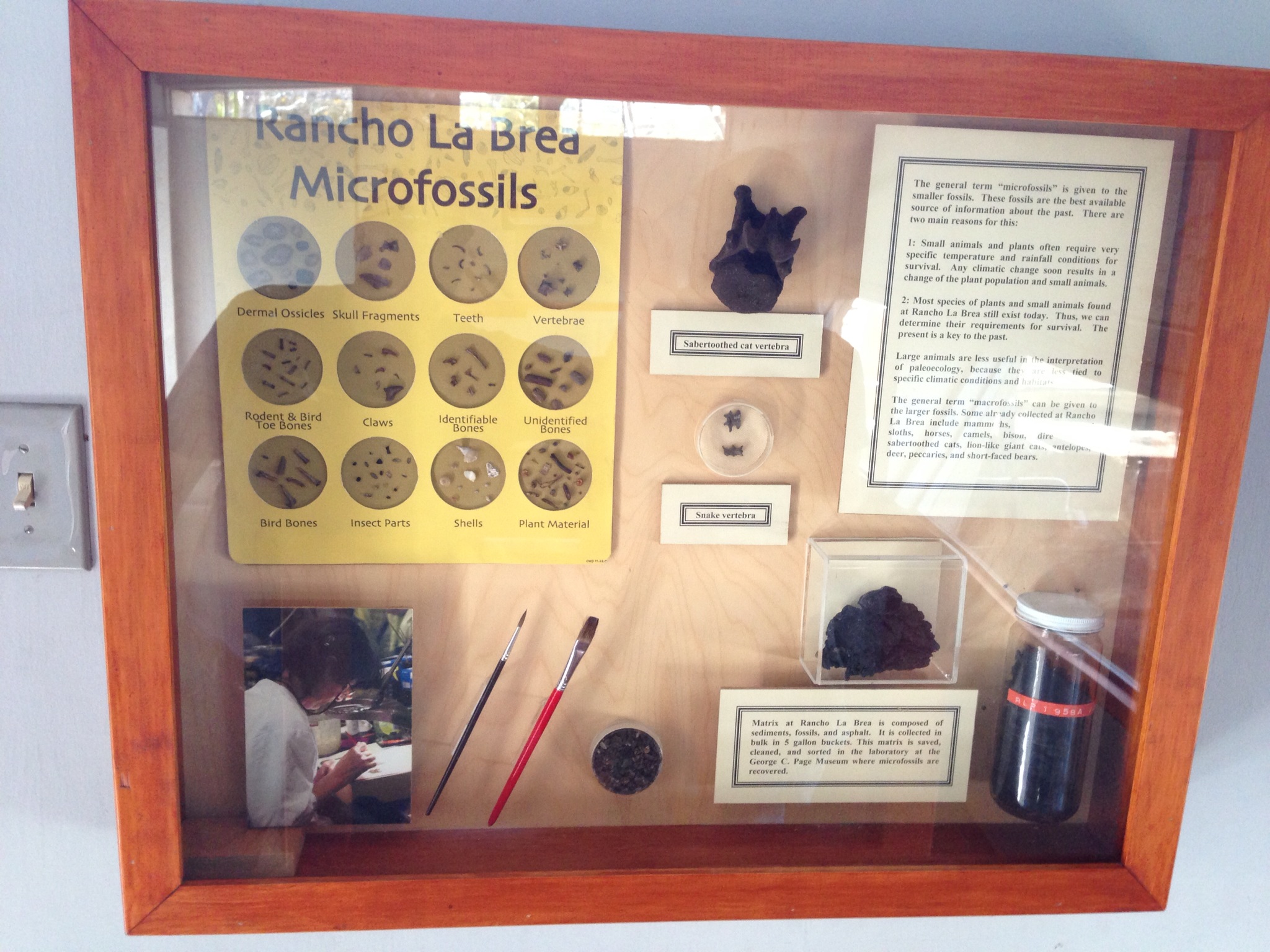  Microfossil display. 