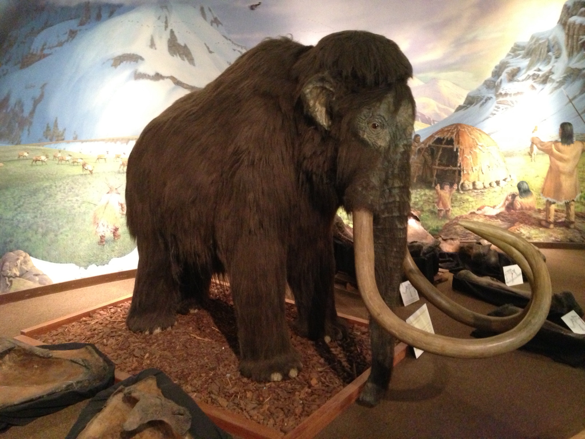  Mammoth animatronic. He sort of just jerked his head at odd intervals. 