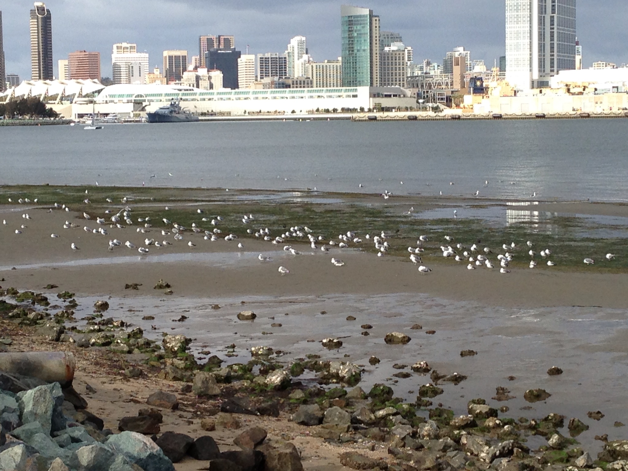  Birds on the beach 