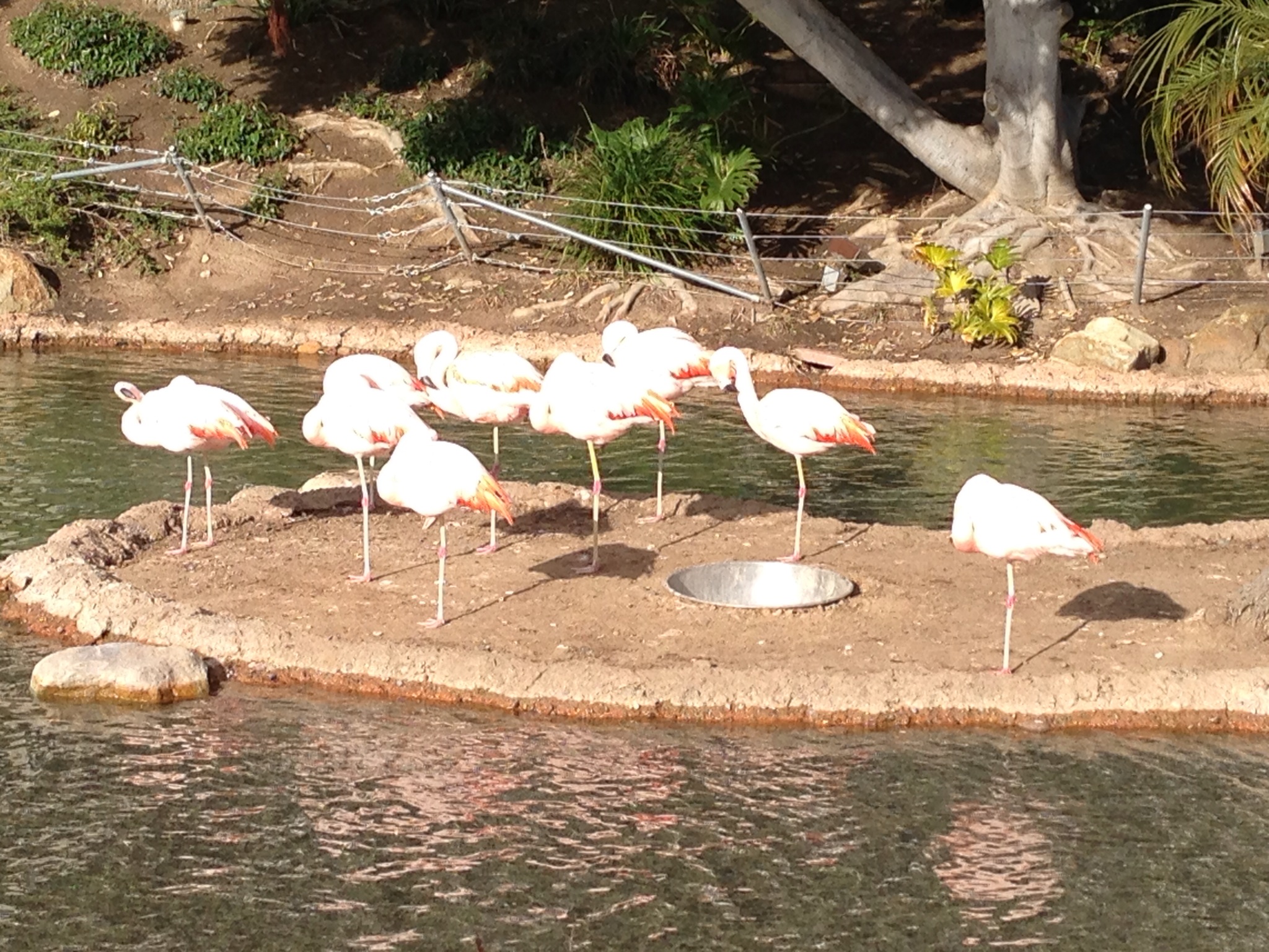  Flamingos are everywhere! We found this flock in from of the Marriott. 