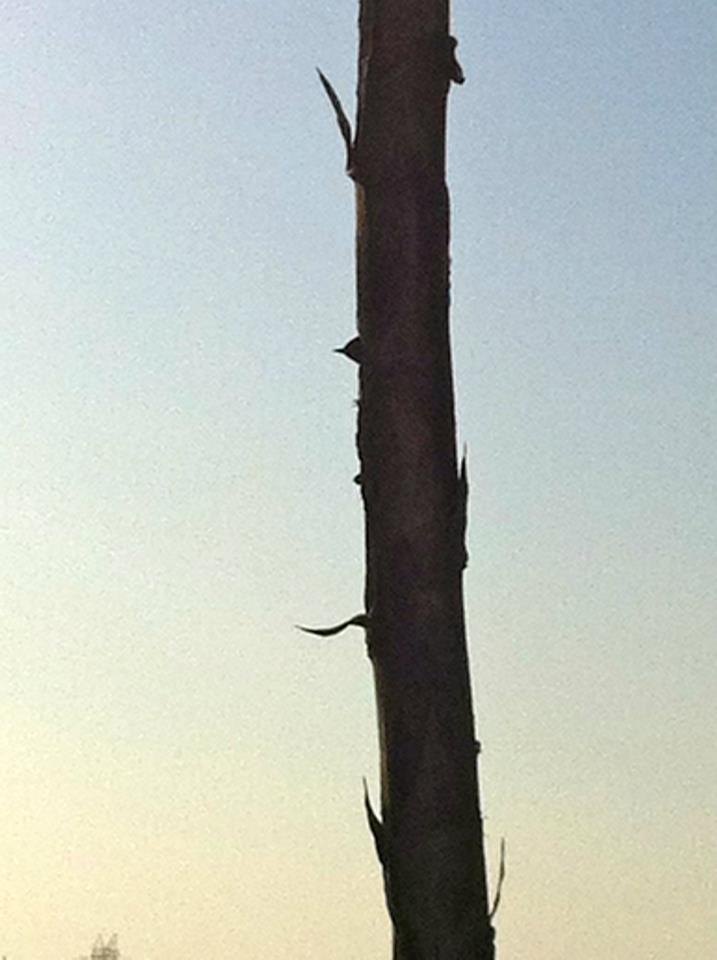A woodpecker in a tree.