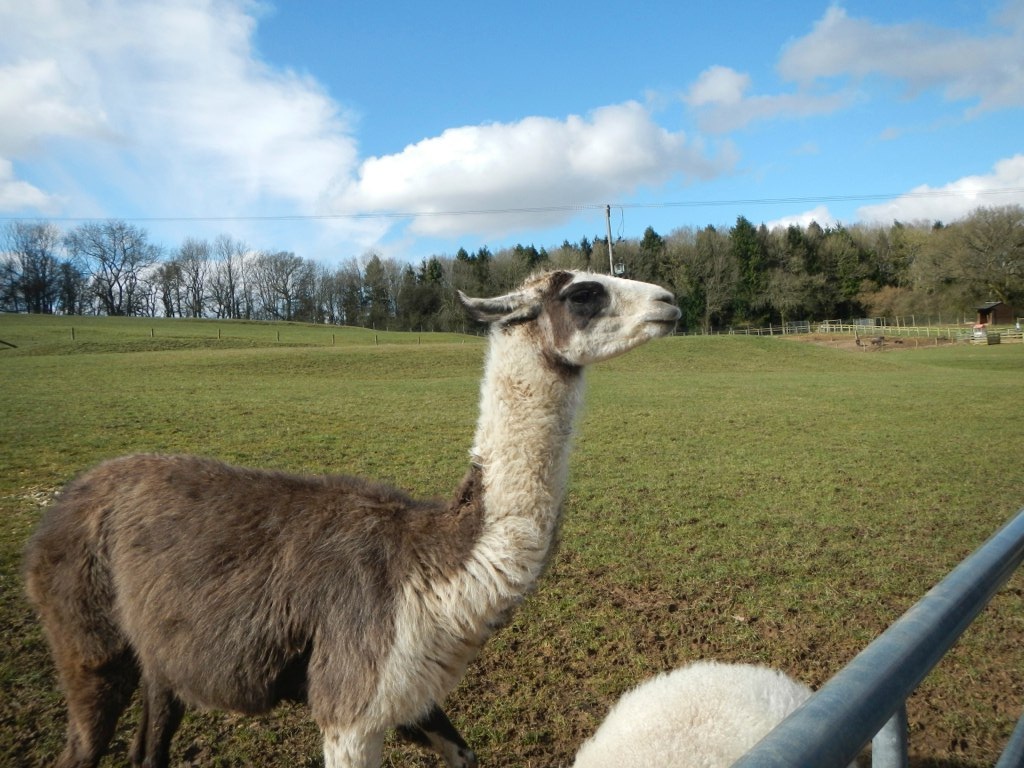  ​Friendly Llama. 