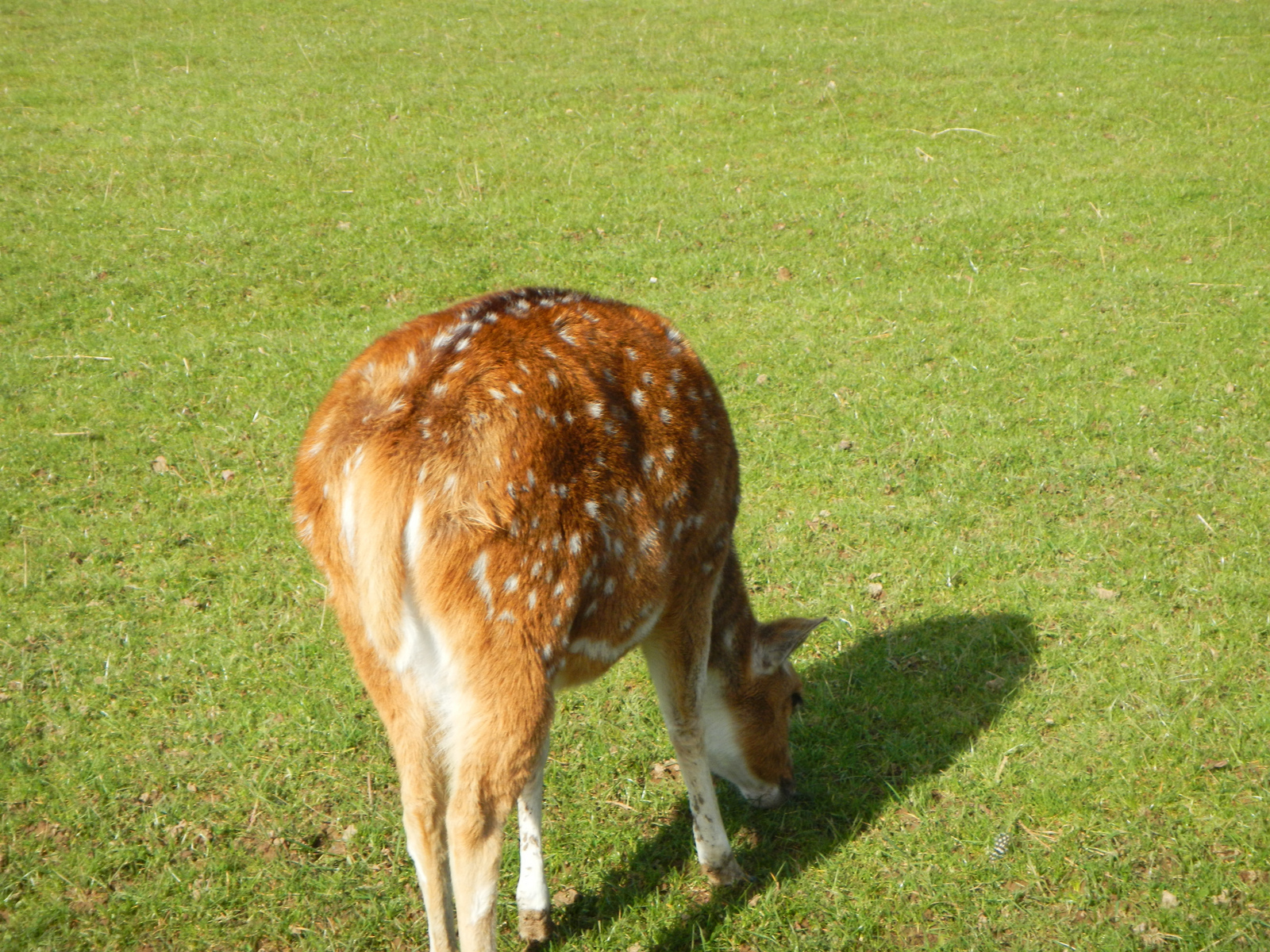  ​Sunny, the deer. We met her before we had paid admission and didn't have the bag of feed. She was friendly, until she realized that we didn't have pellets for her. 