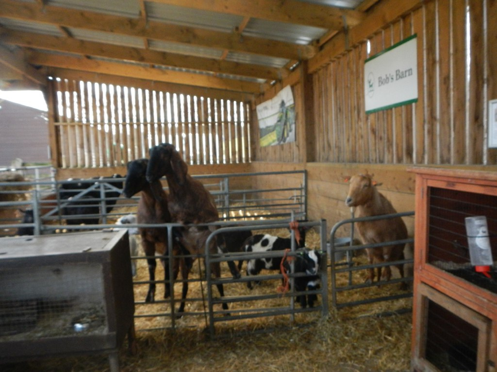  ​All of the goats watching us feed the pygmy goat.  ​ 