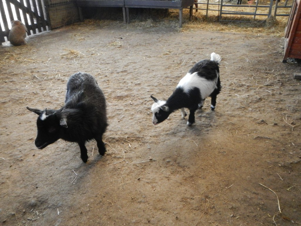  ​Pygmy goats! So cute! 