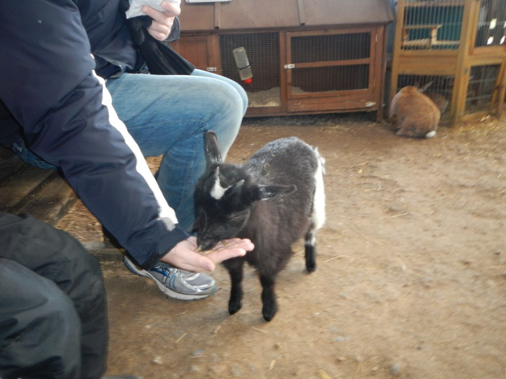  ​Dan feeding a pygmy goat. This was a good animal for the kids, as it was small and gentle.&nbsp; 
