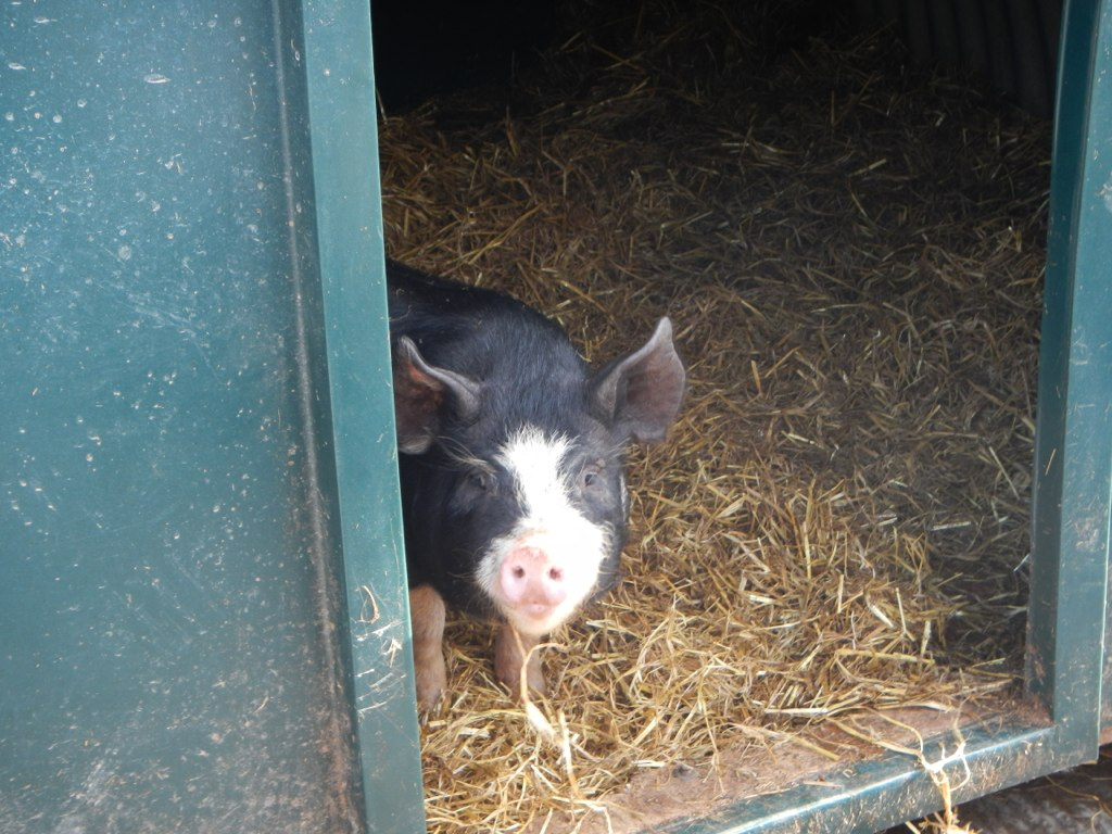  Probably the cutest pig picture ever.​ 