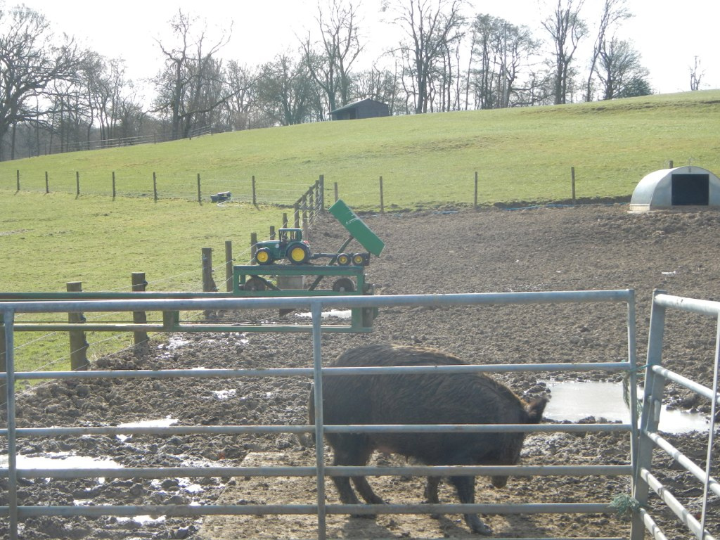  ​Boar looking for the dump truck feed. 