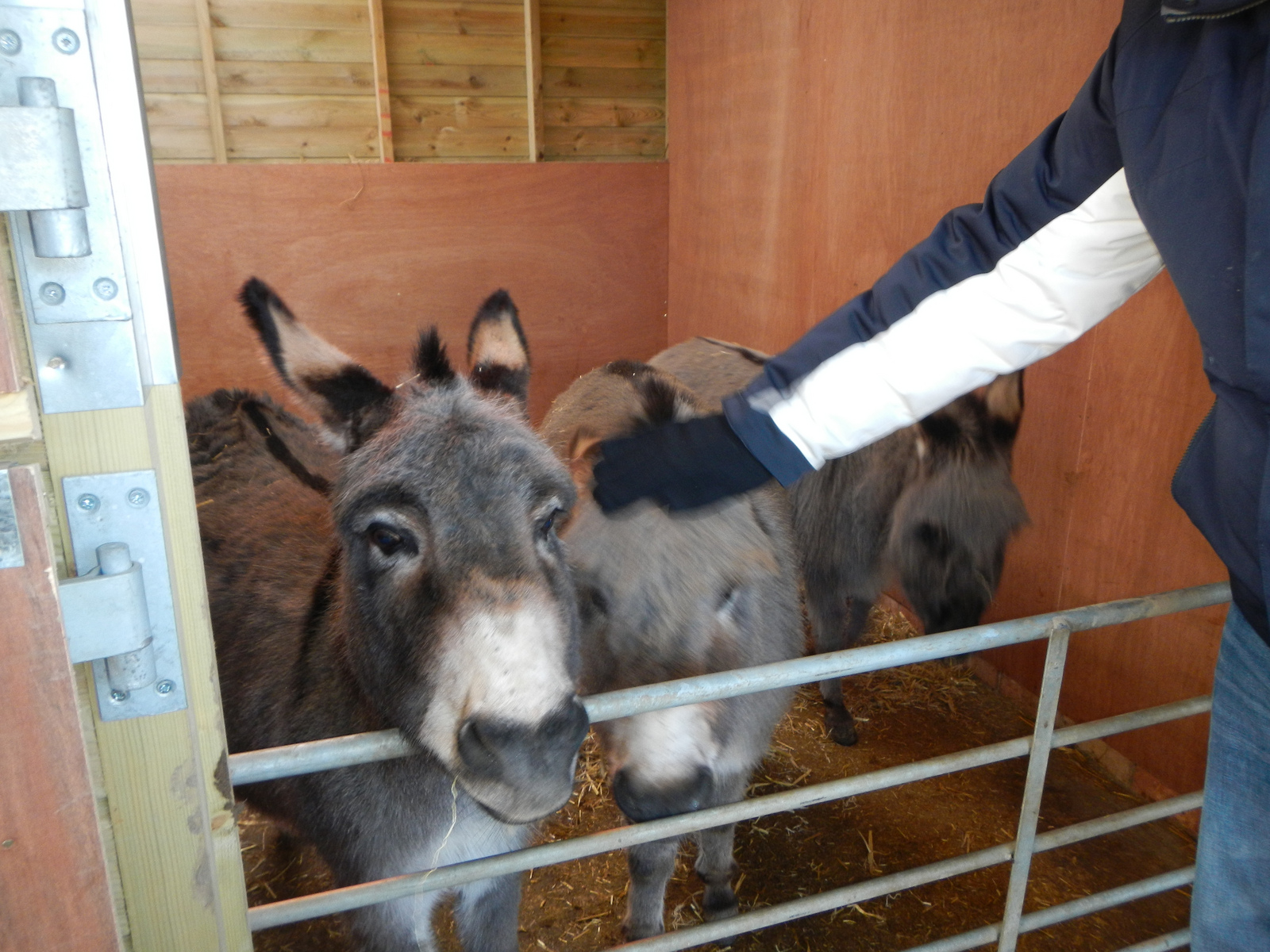  ​Donkeys. The one in the middle kept getting shoved by the other two. 