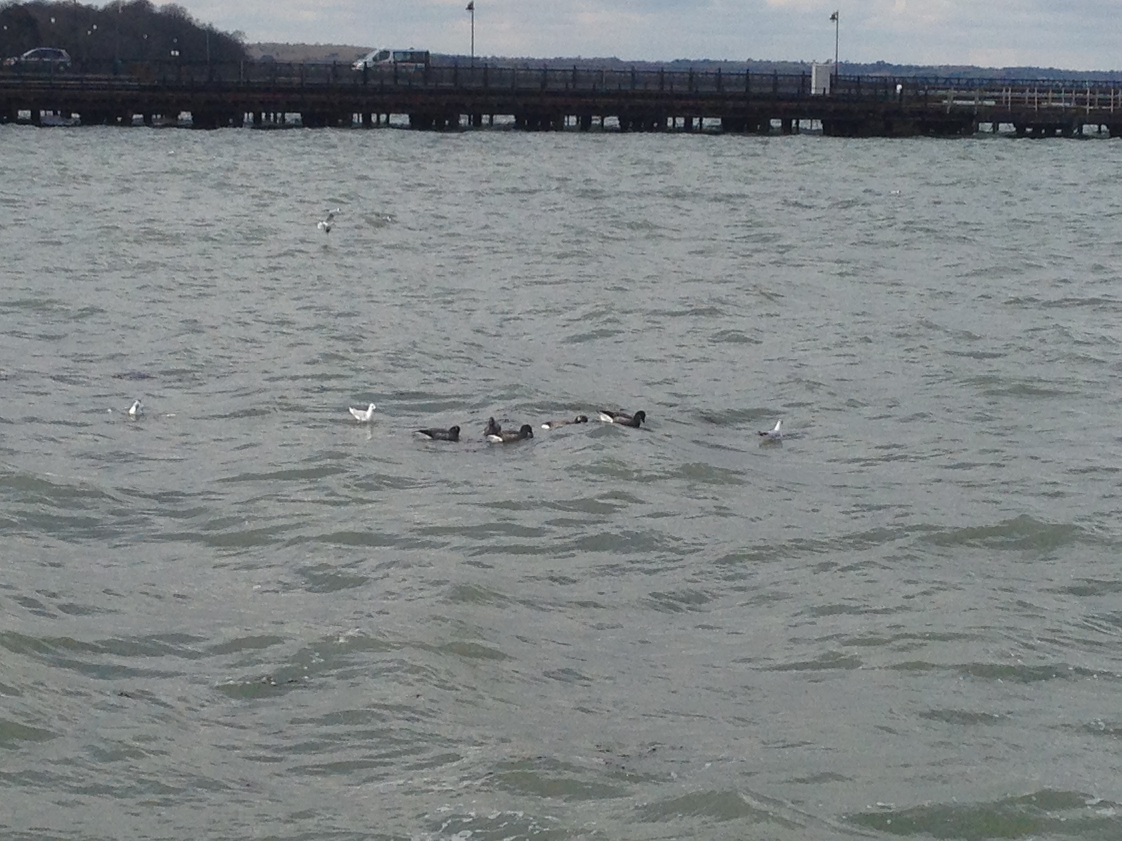  ​Ducks at the Isle of Wight. 