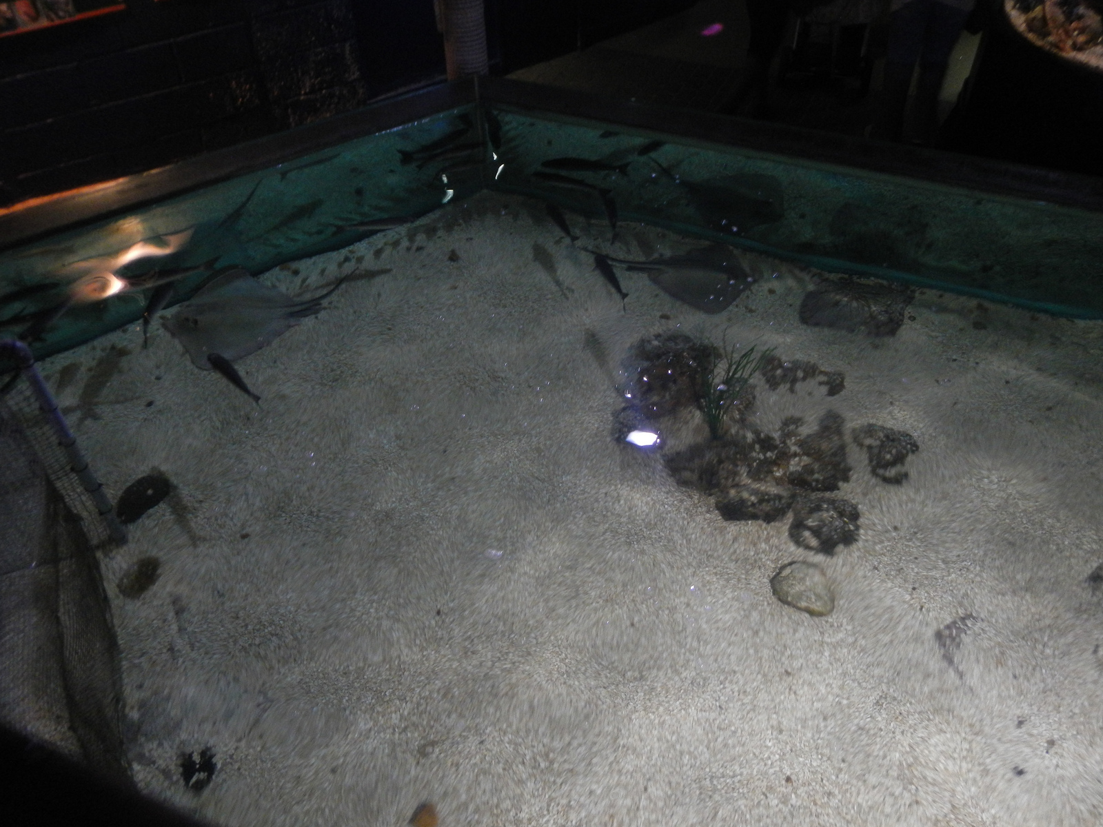  ​Sting Ray Pool. 