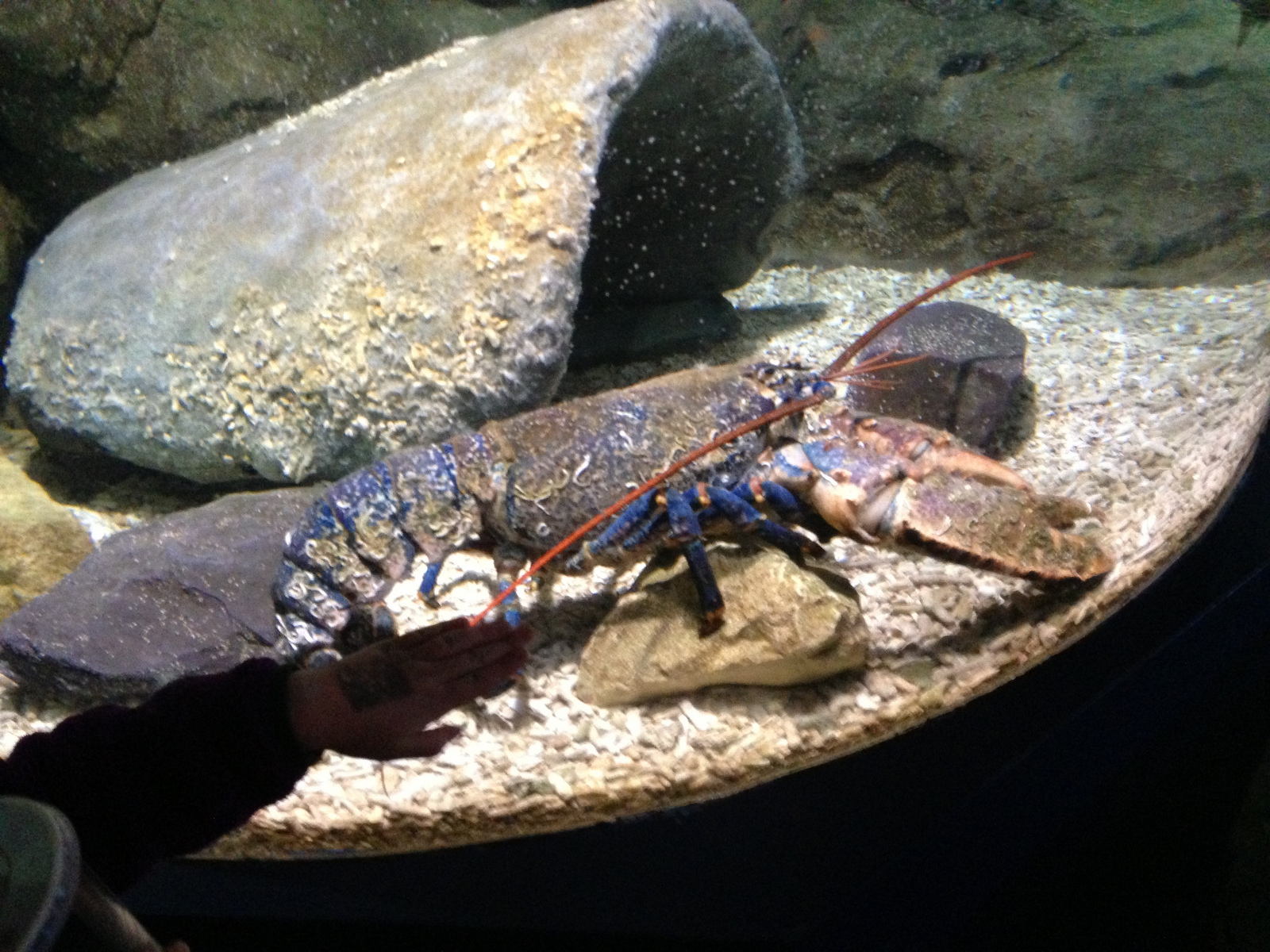  Blue Lobster 