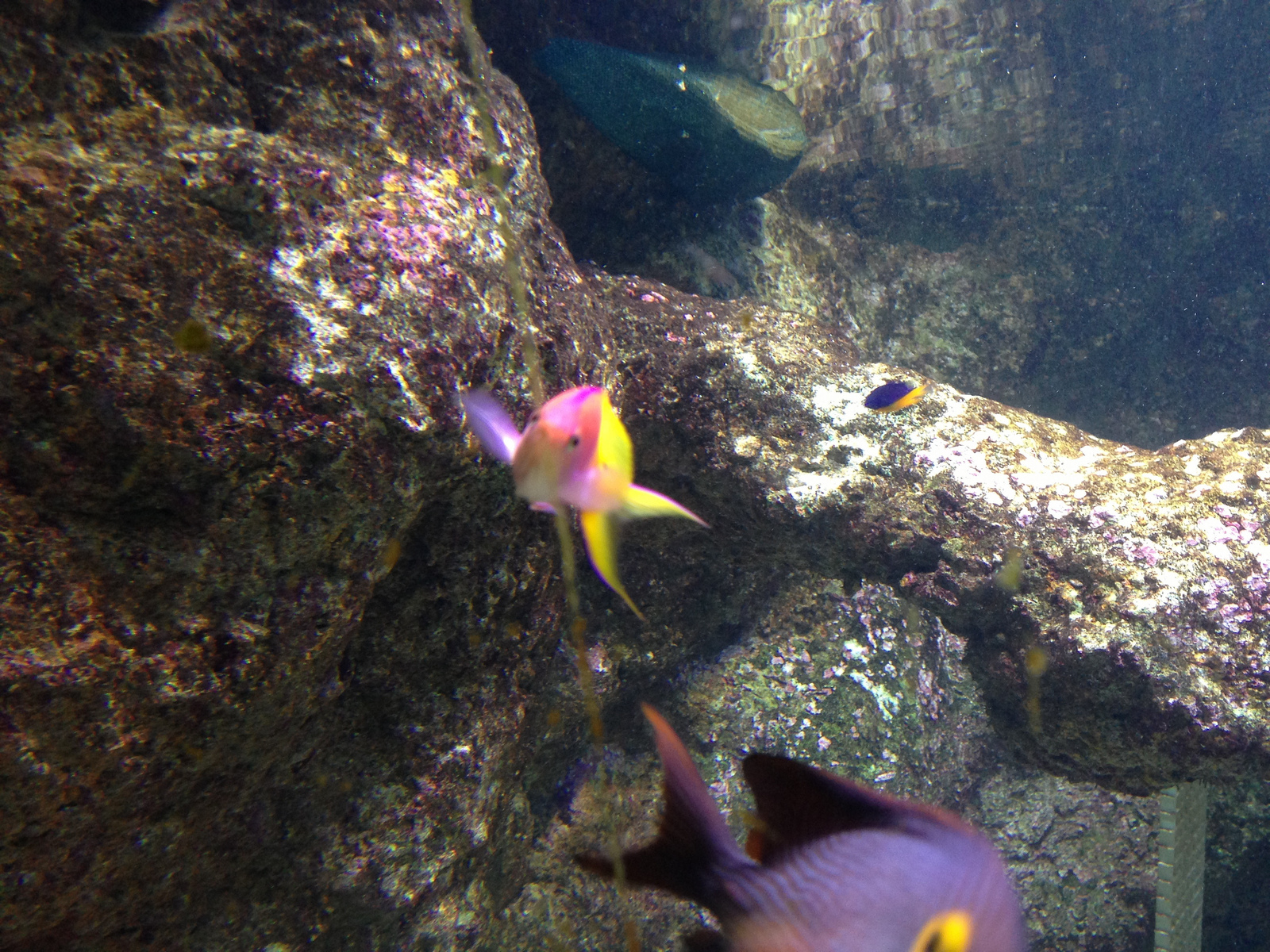  ​I love this colorful pink fish, so pretty. 