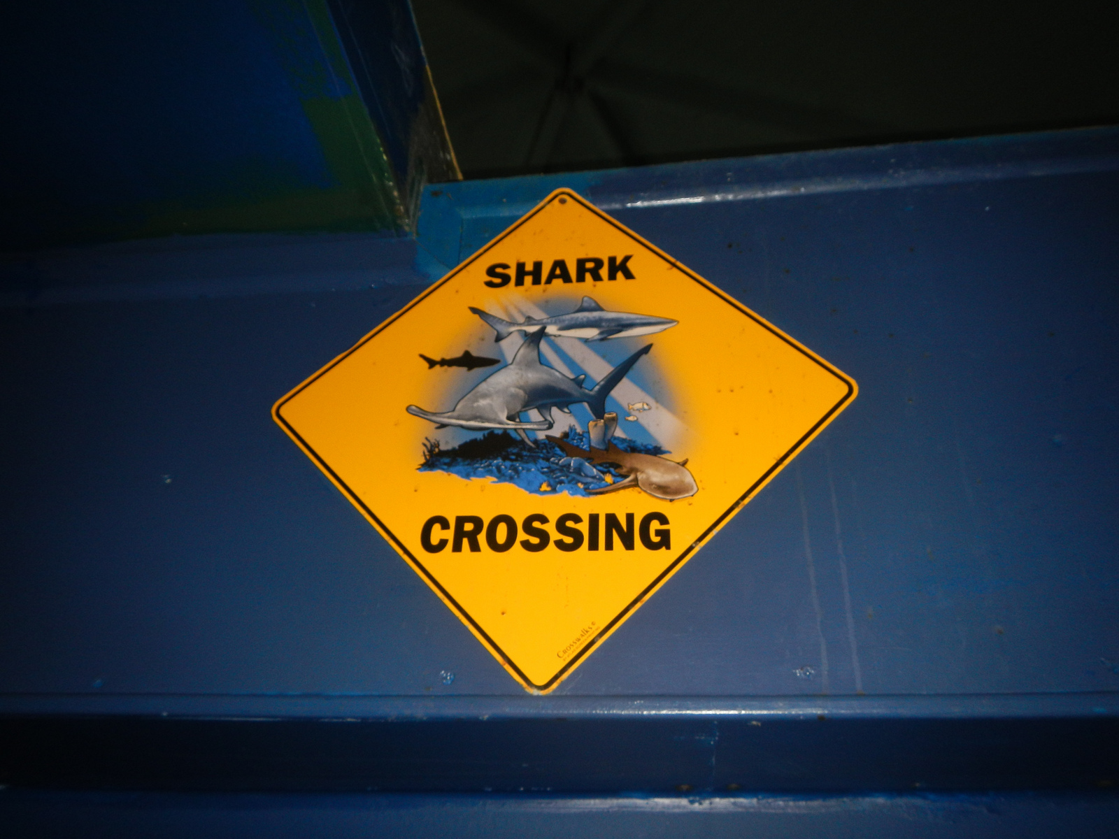  ​Shark Crossing! 