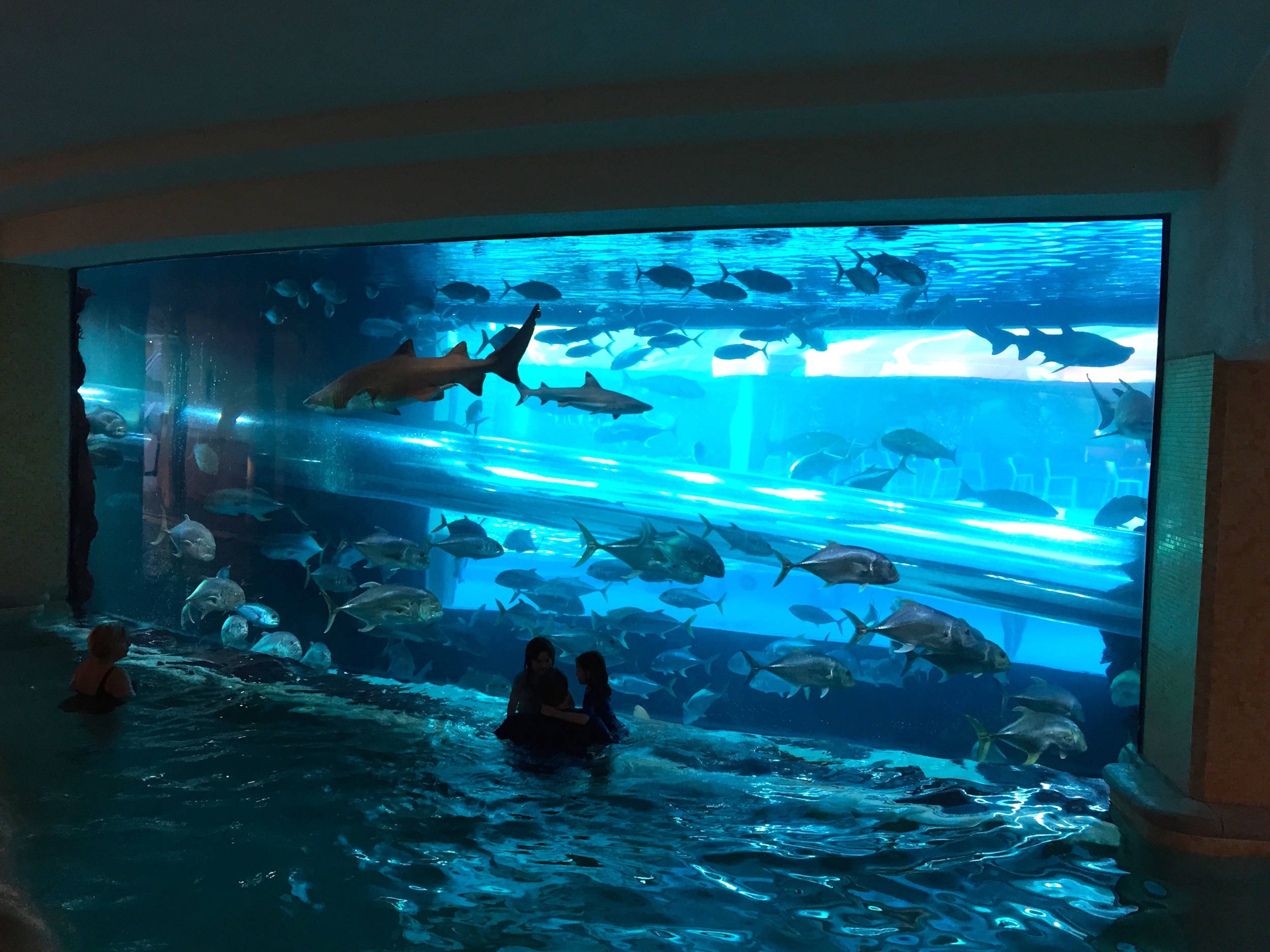 Las Vegas Christmas 2014 Golden Nugget's Shark Tank Tour — Always