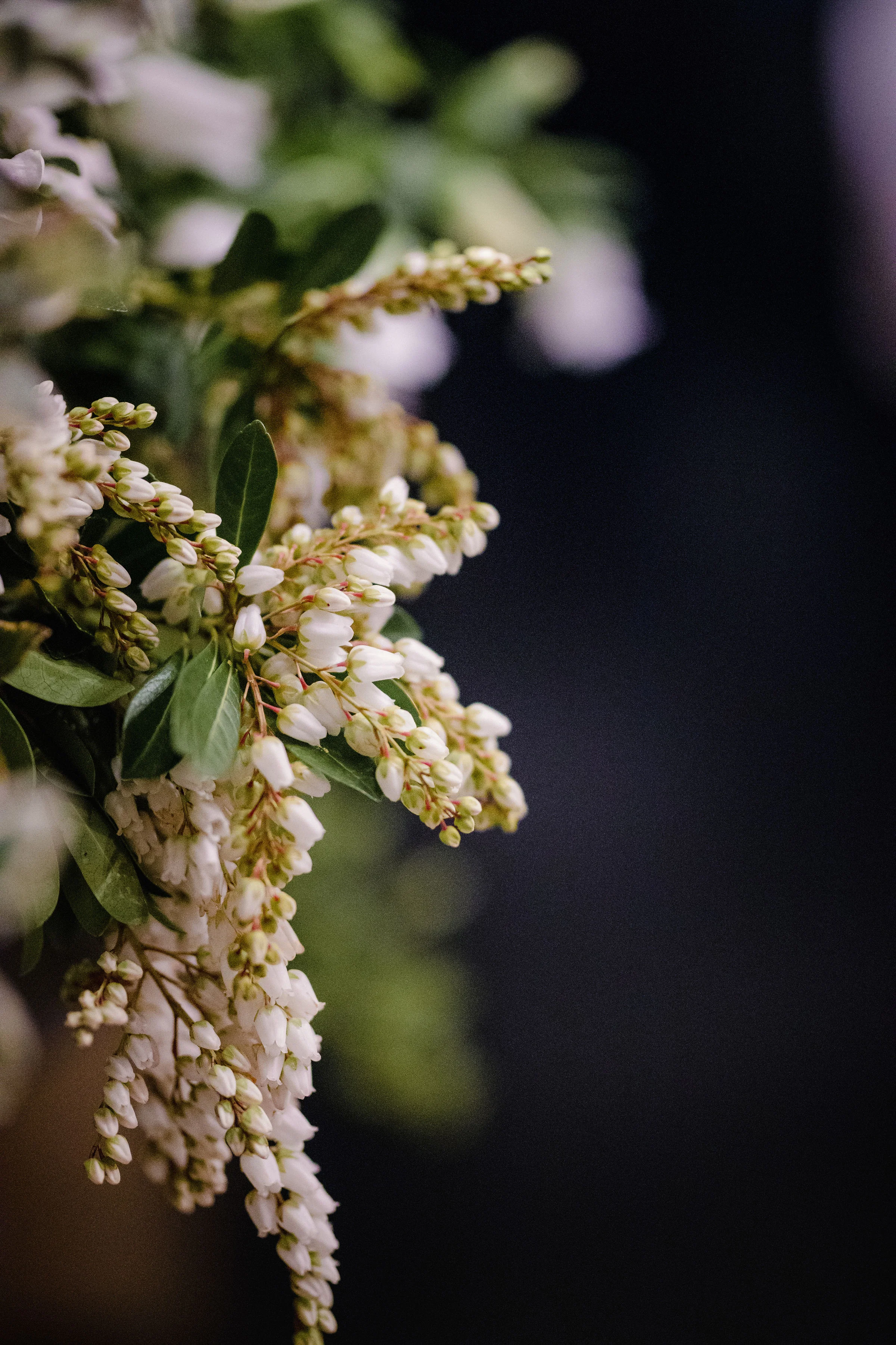 Donella+Daniel_Wedding_BekSmith-1224.jpg