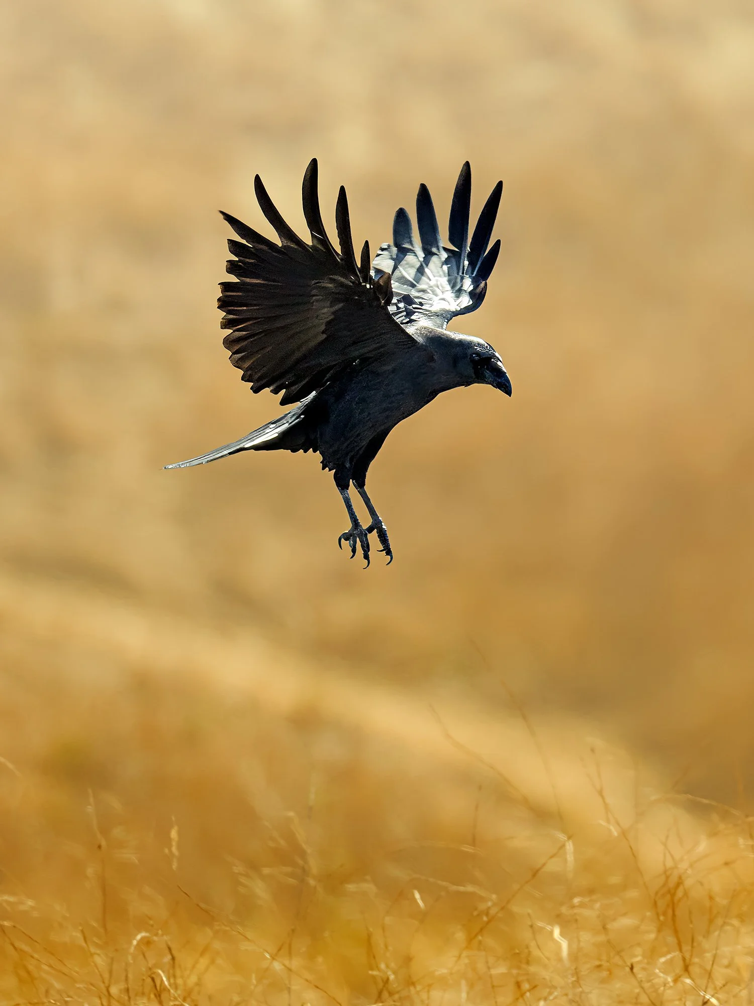 10-11-26 Coyote Hills 01 2000px.jpg