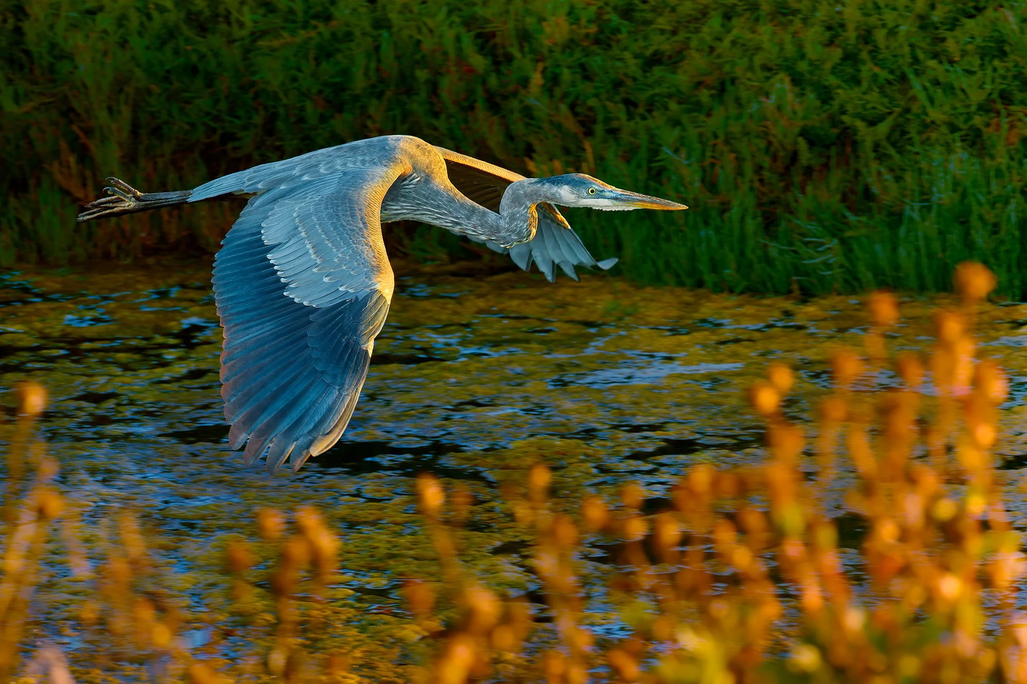 10-16-26 Pescadero Marsh 05 2000px.jpg