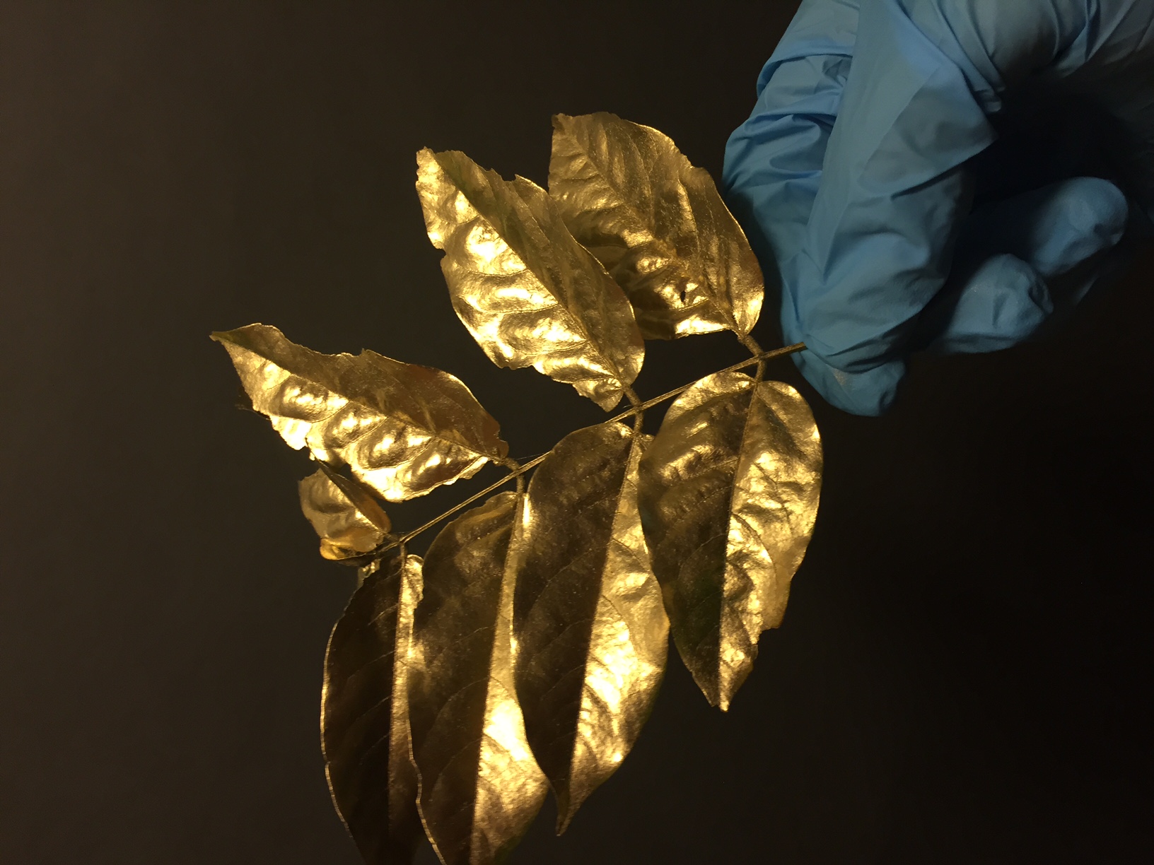 Gold Sprayed Bay Leaves