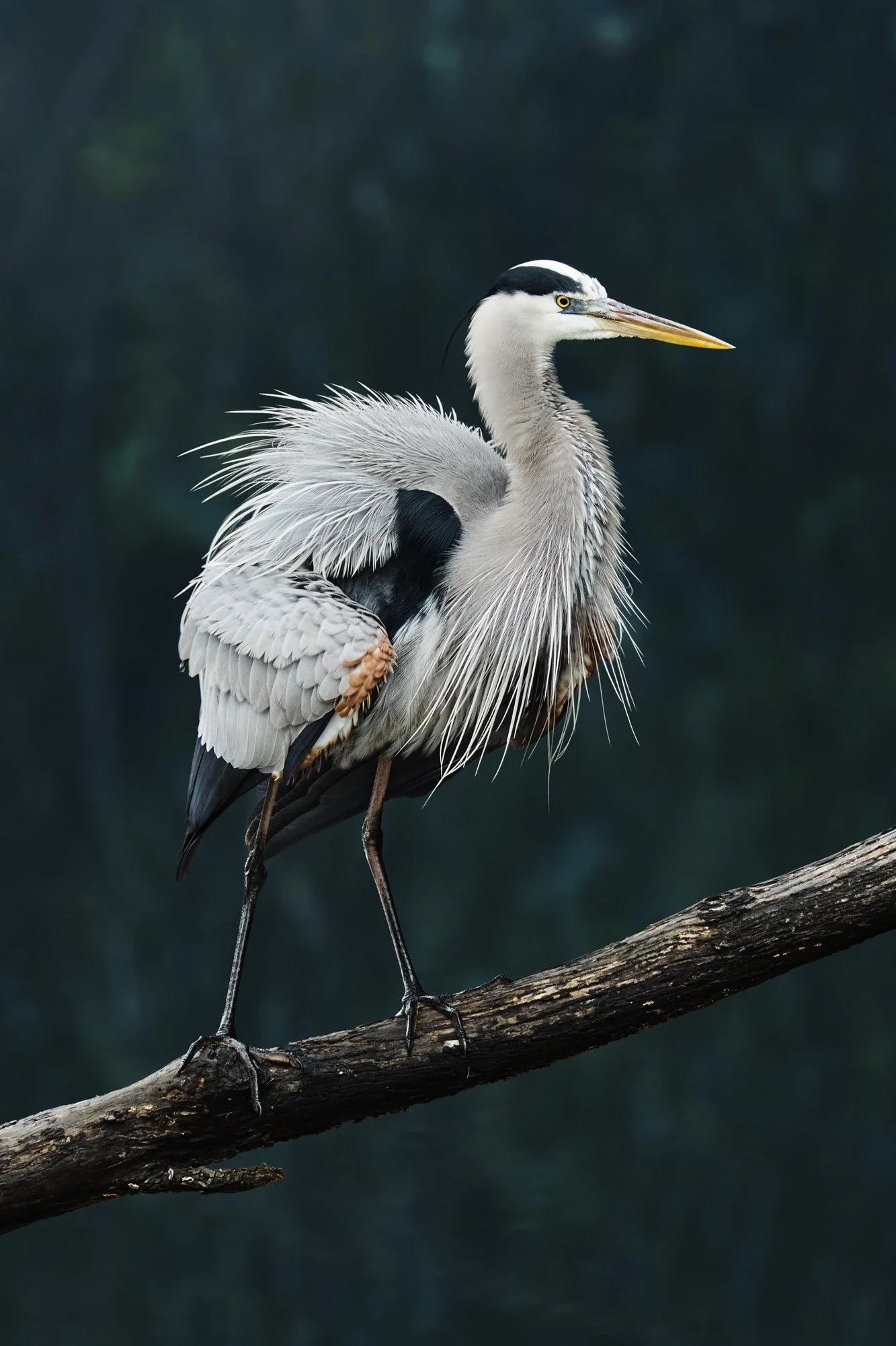 A great blue heron standing on a branch with a dark, blurred background.
