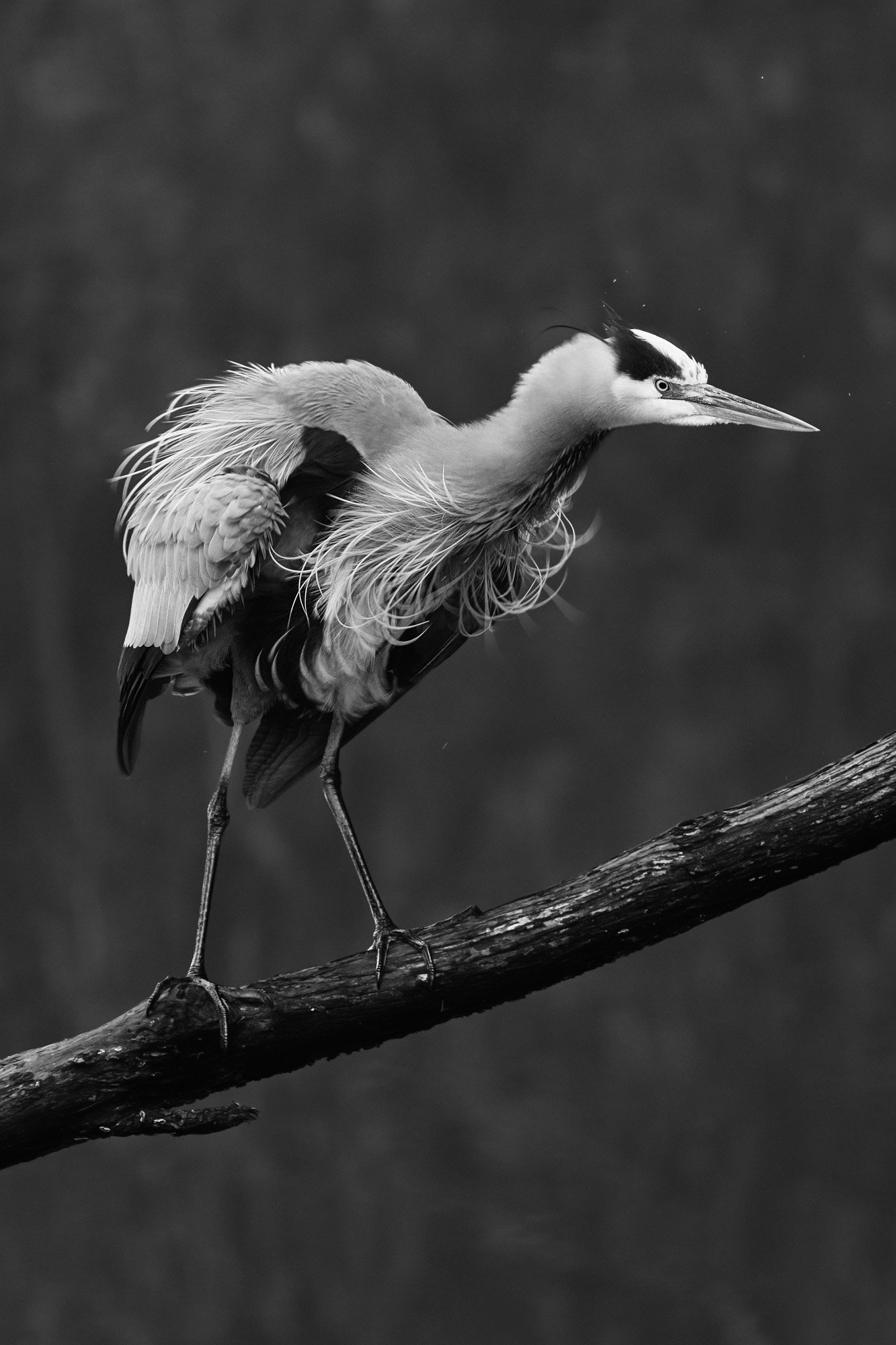 A black and white photograph of a heron perched on a branch, facing right, with a focused expression.
