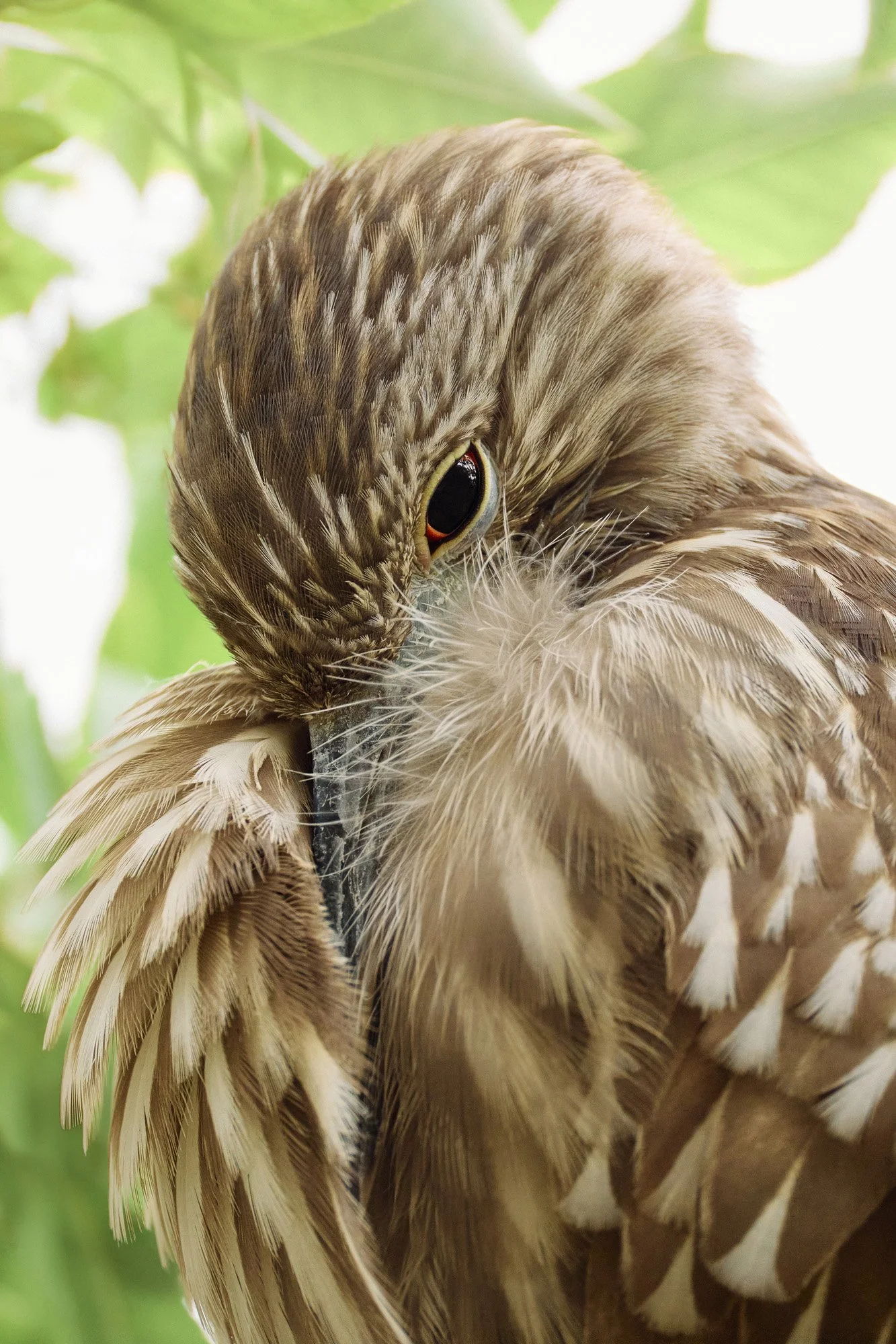 Close-up of a hawk preening its feathers, with green leaves in the background.