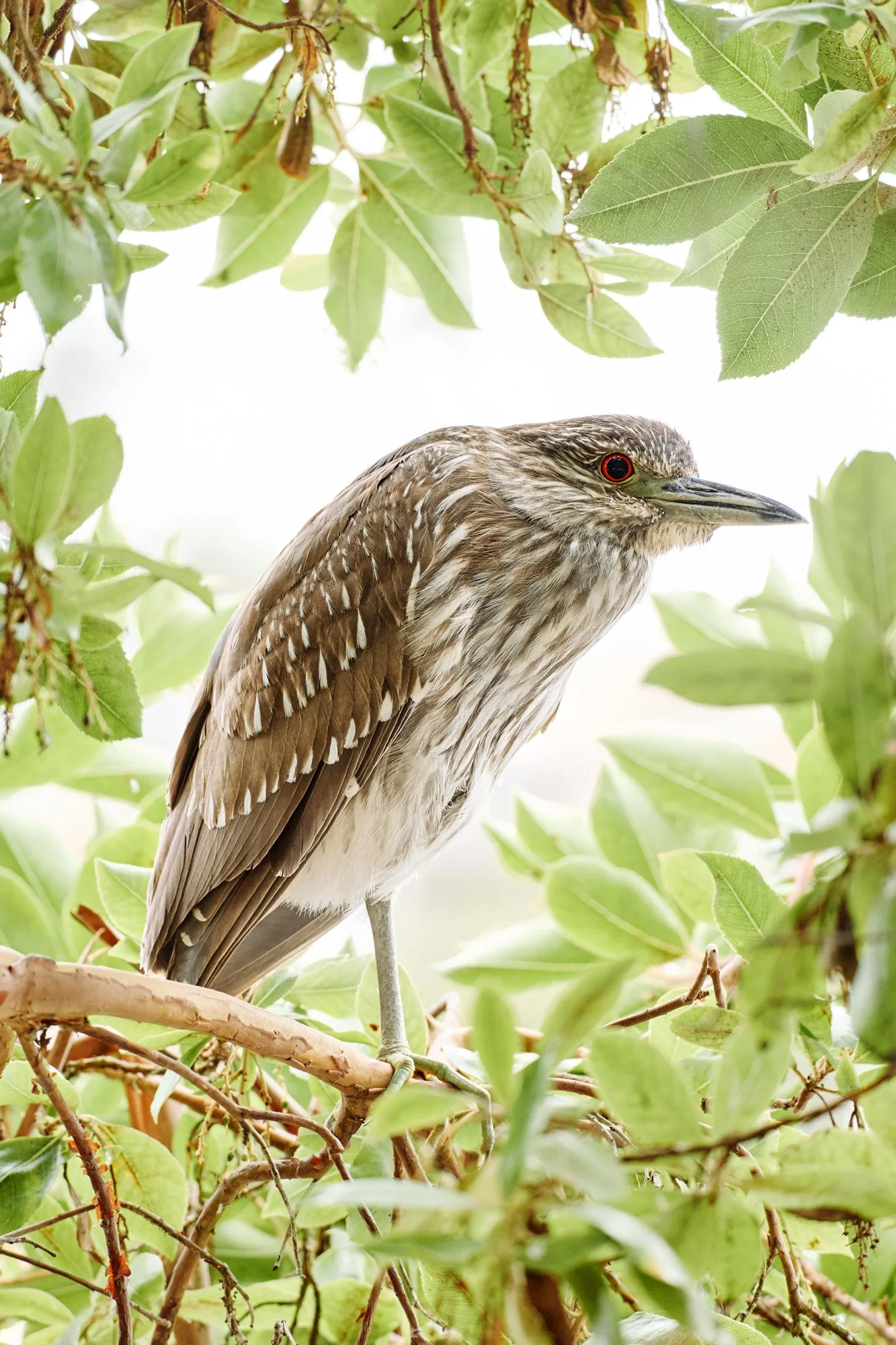A bird perched on a branch surrounded by green leaves.
