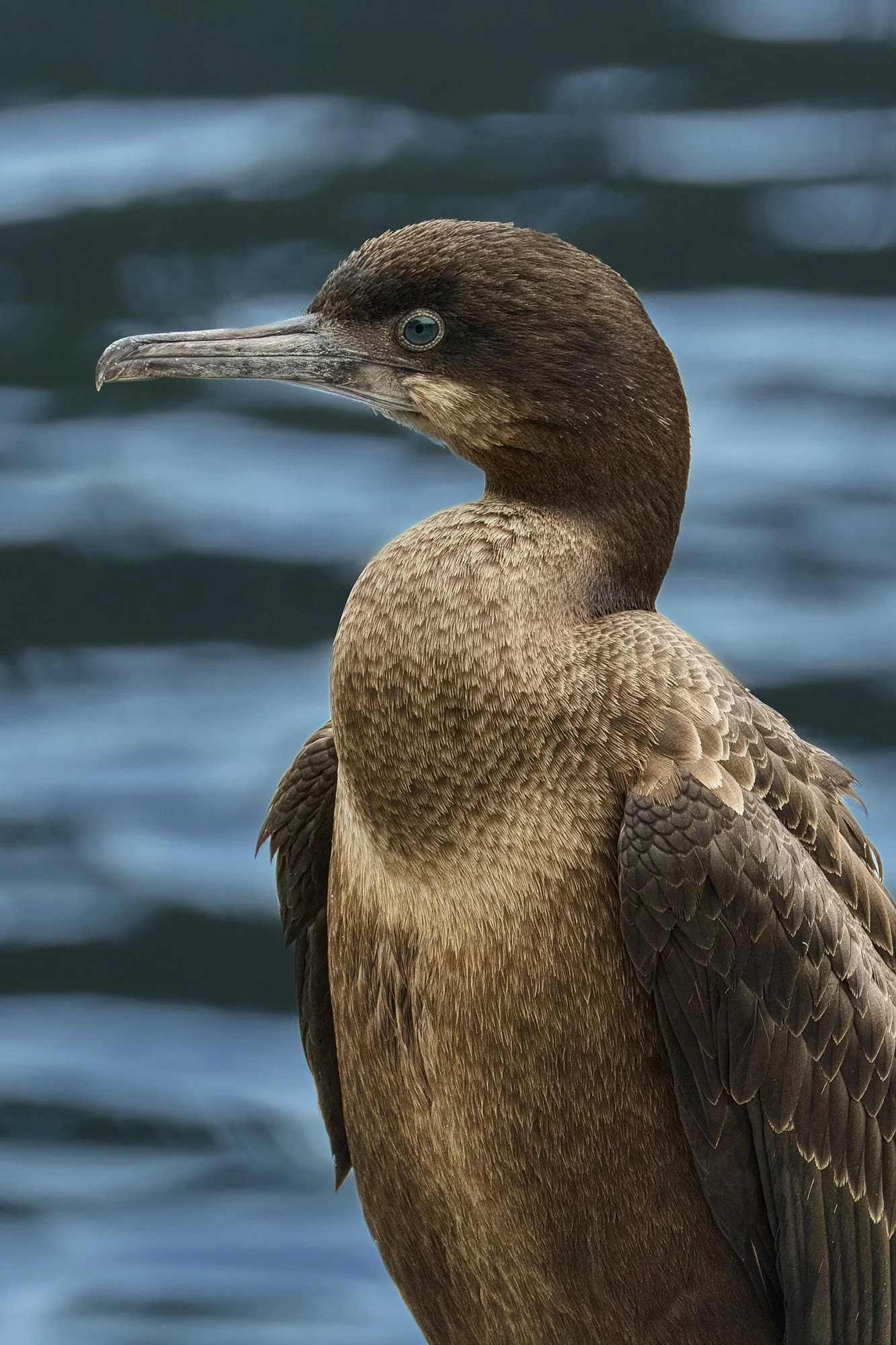 Close-up of a brown cormorant bird with a long beak, standing near water.