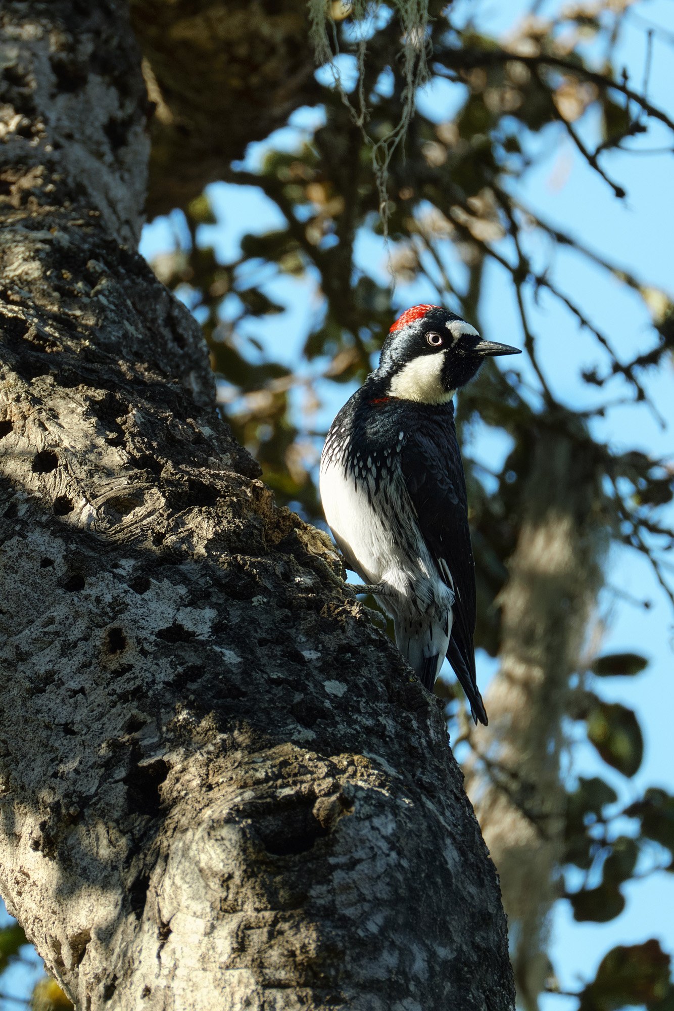 A woodpecker perched on the side of a tree trunk with a blue sky and blurred leaves in the background.