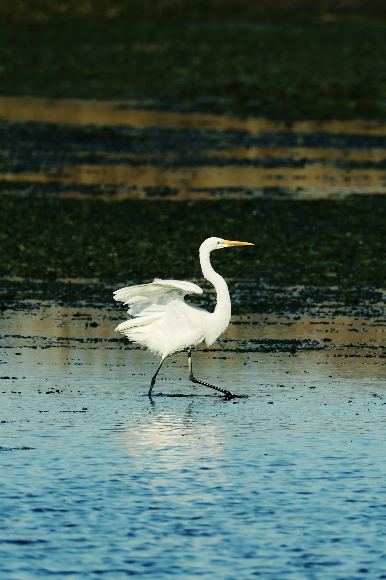 A white heron wading through shallow water with a dark background.