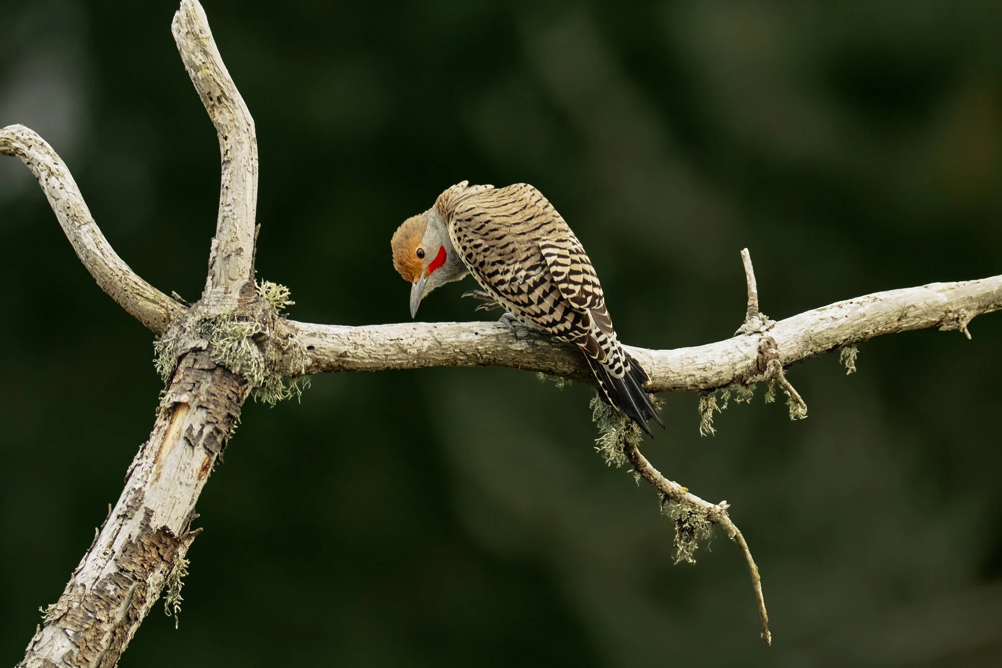 A woodpecker perched on a leafless, weathered branch, with a blurred green background.