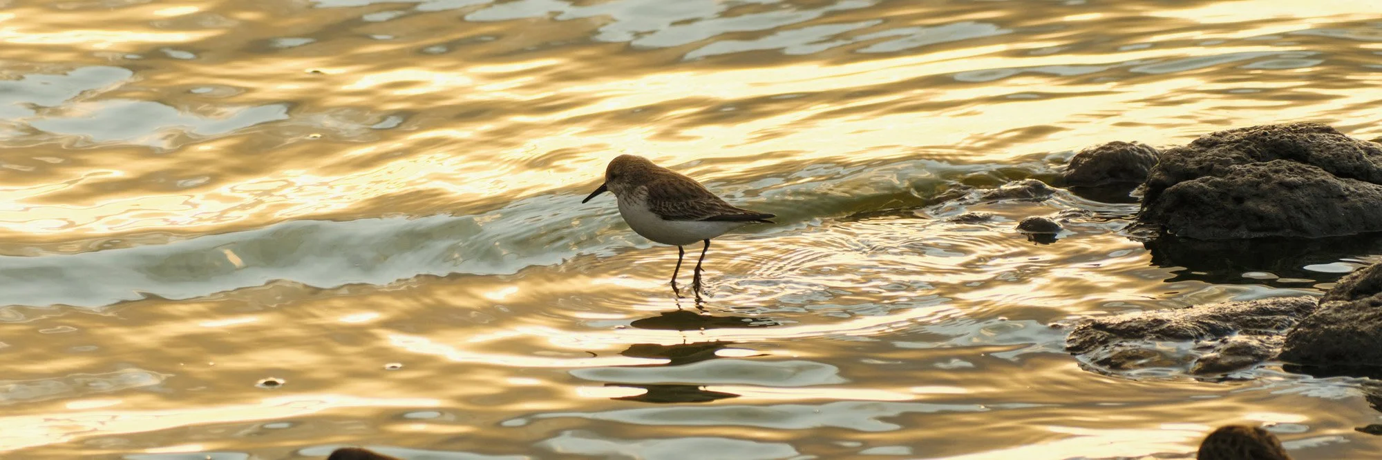 A small bird standing in shallow water near rocks during a sunset, with golden reflections on the water.
