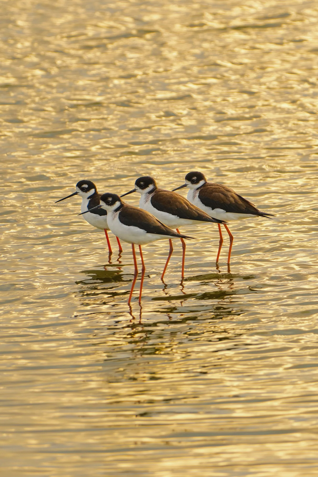 Five black-necked stilts standing in shallow water with golden light reflections.